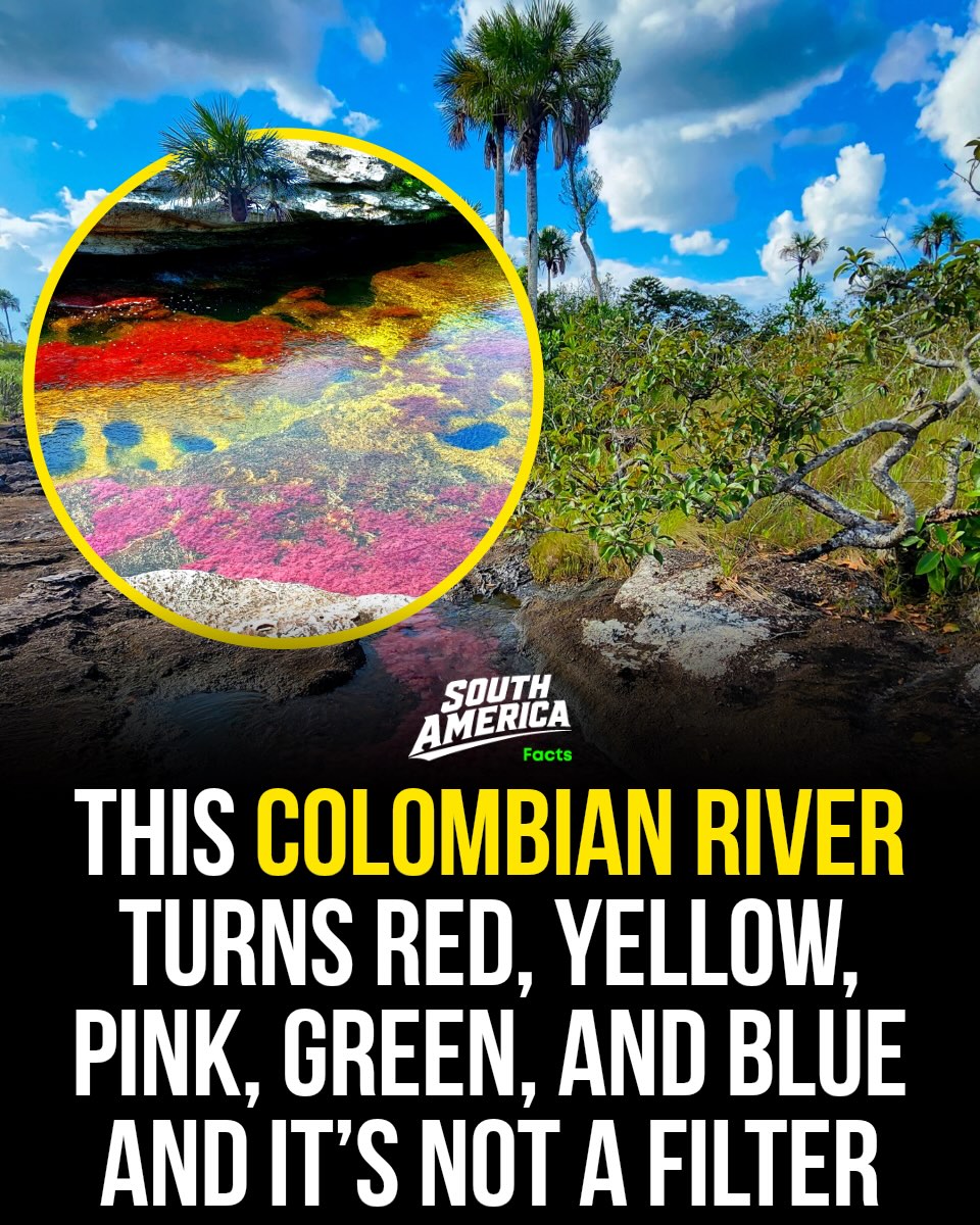 Caño Cristales: Colombia's Vibrant River Phenomenon