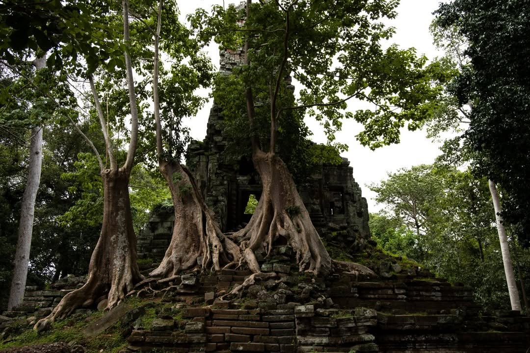 Angkor Wat's Ancient Structures Reclaimed By Nature