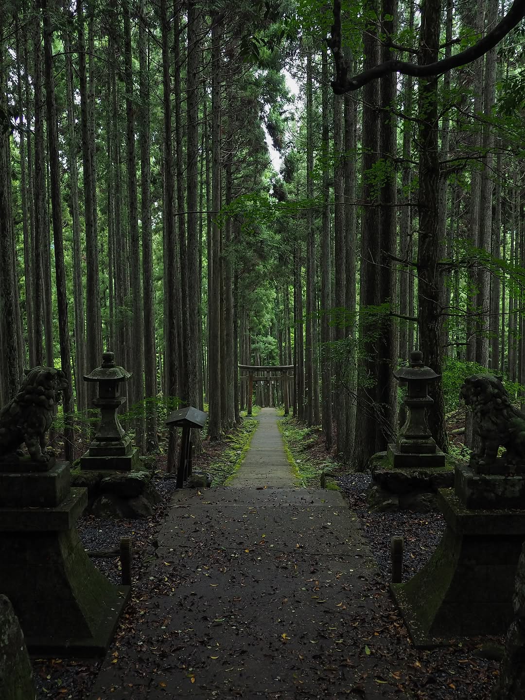 Kyoto's Kamigamo Shrine Mystical Forest