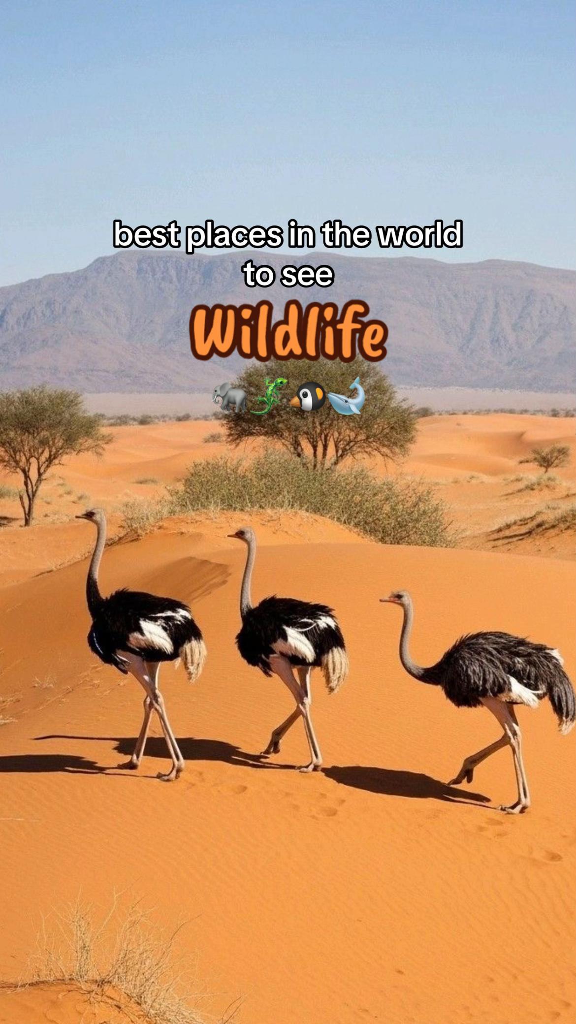 Top Wildlife Viewing Destinations Around the Globe