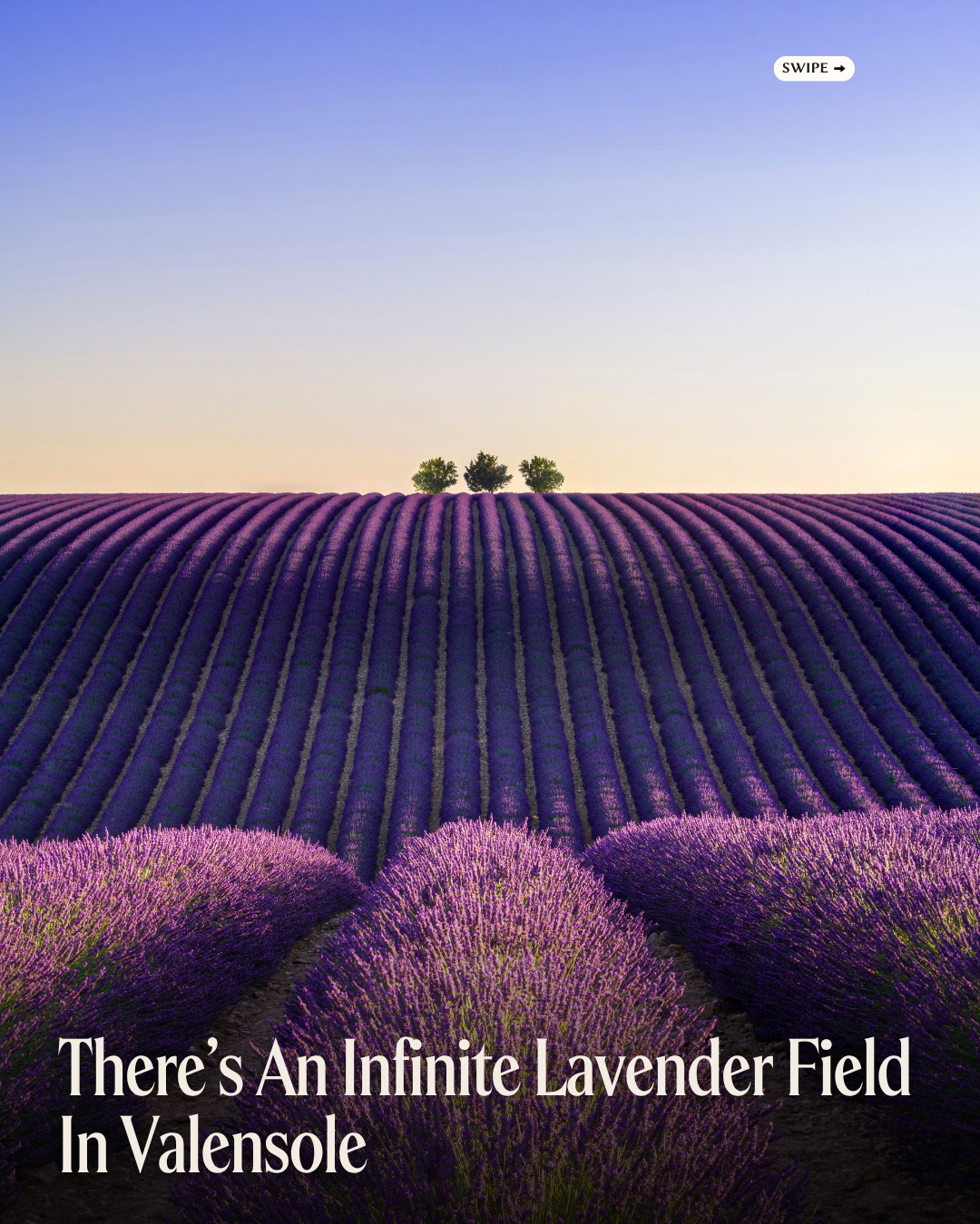 Valensole Lavender Fields Of Provence