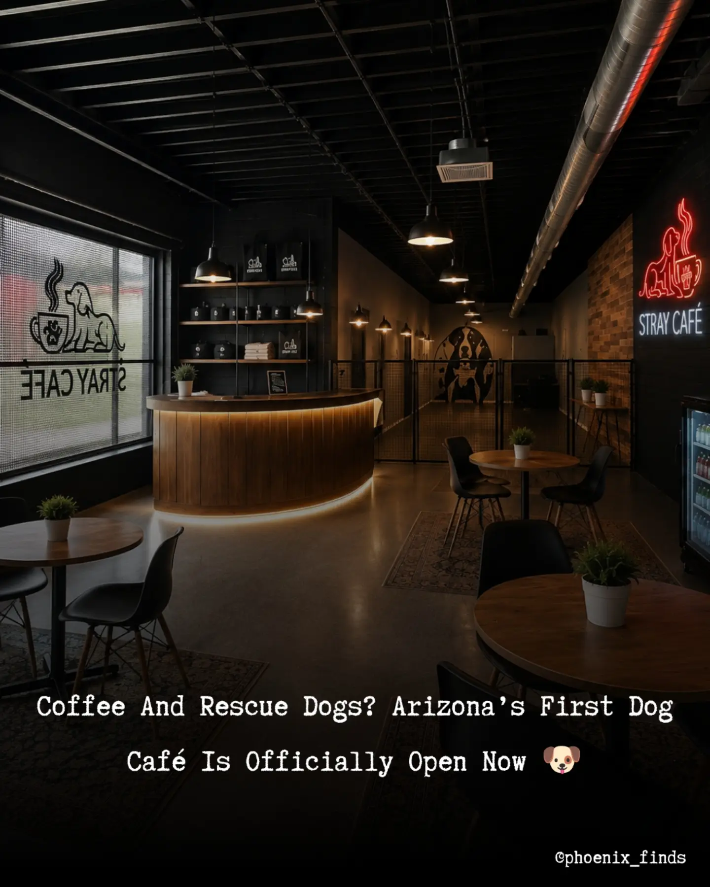 Phoenix Dog Cafe Offers Adoptable Companions