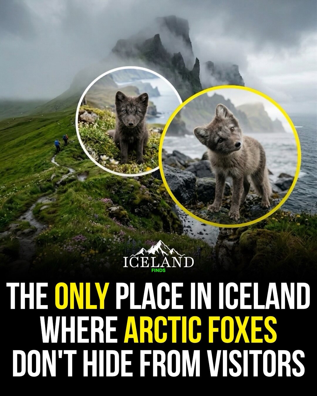 Arctic Foxes Approach Visitors In Remote Nature Reserve