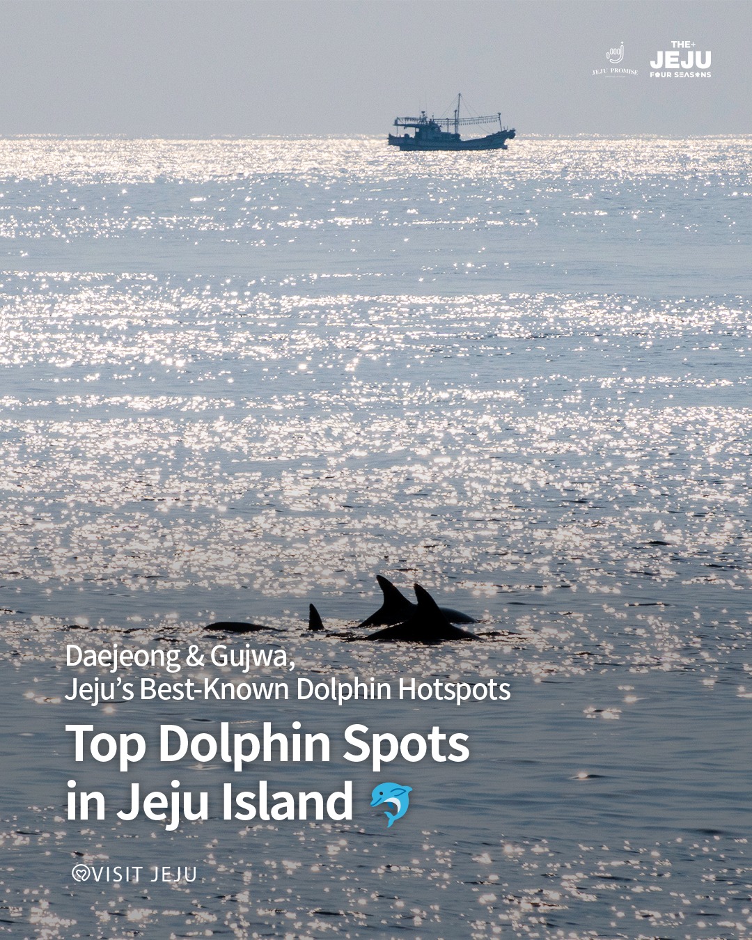 Jeju Island Dolphin Watching Spots