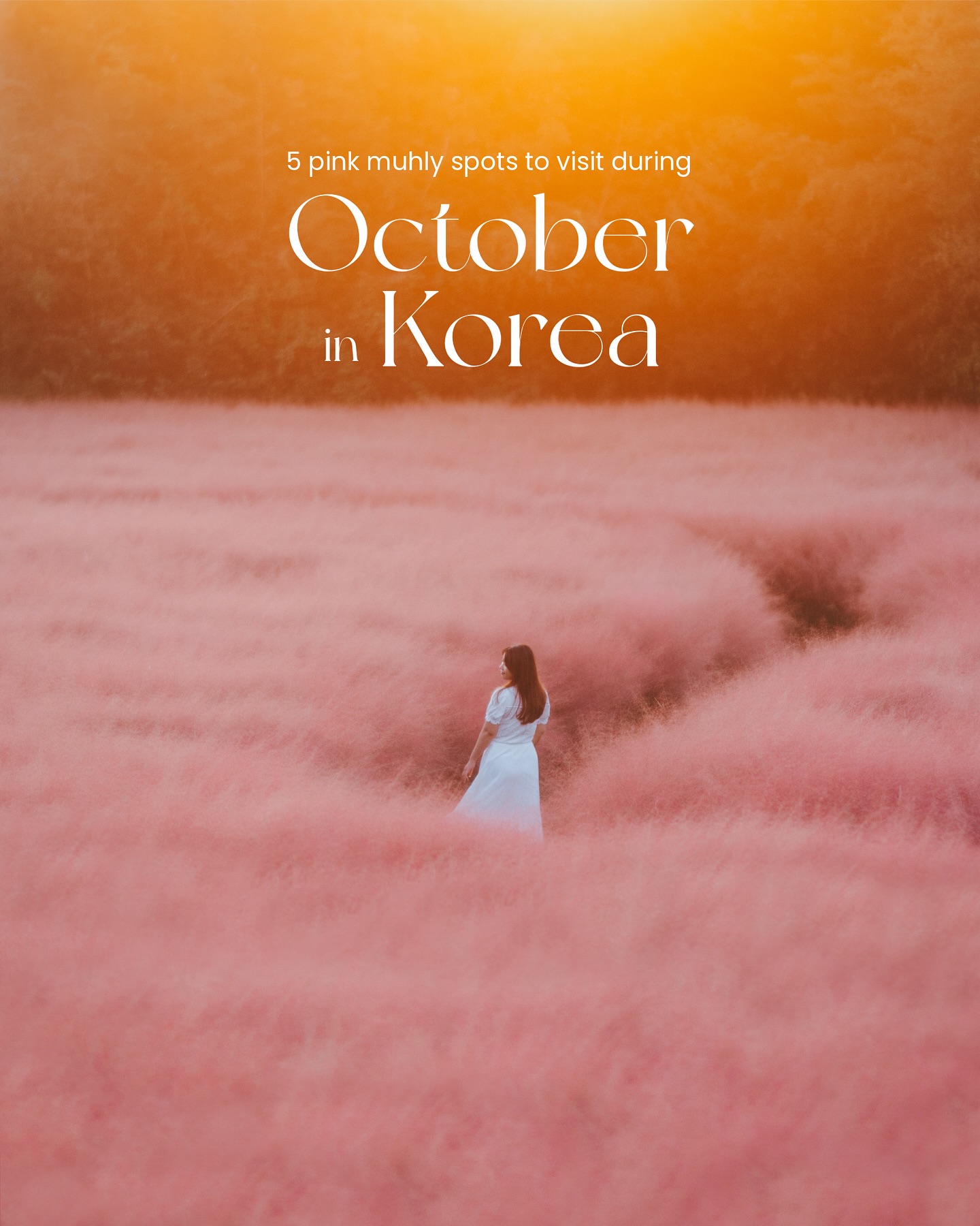Korean Destinations Bursting With Pink Muhly Grass