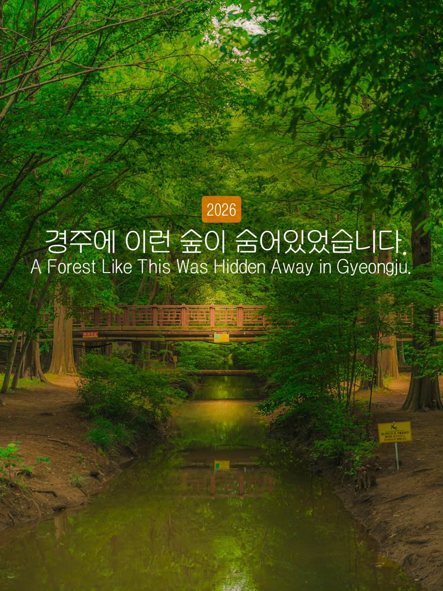 Gyeongbuk Millennium Forest Garden's Tranquil Beauty