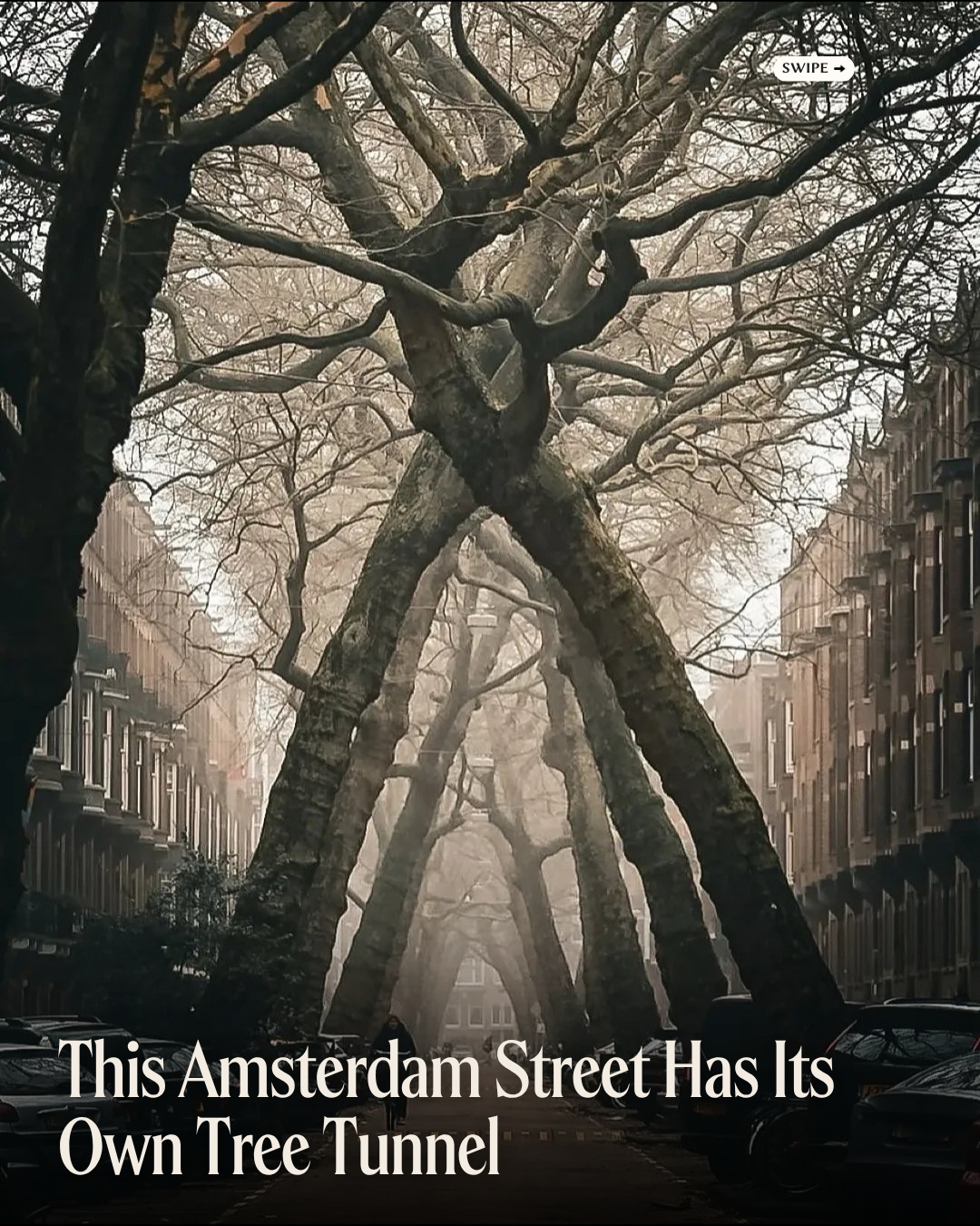 Famous Amsterdam Tree Tunnel Through Seasons