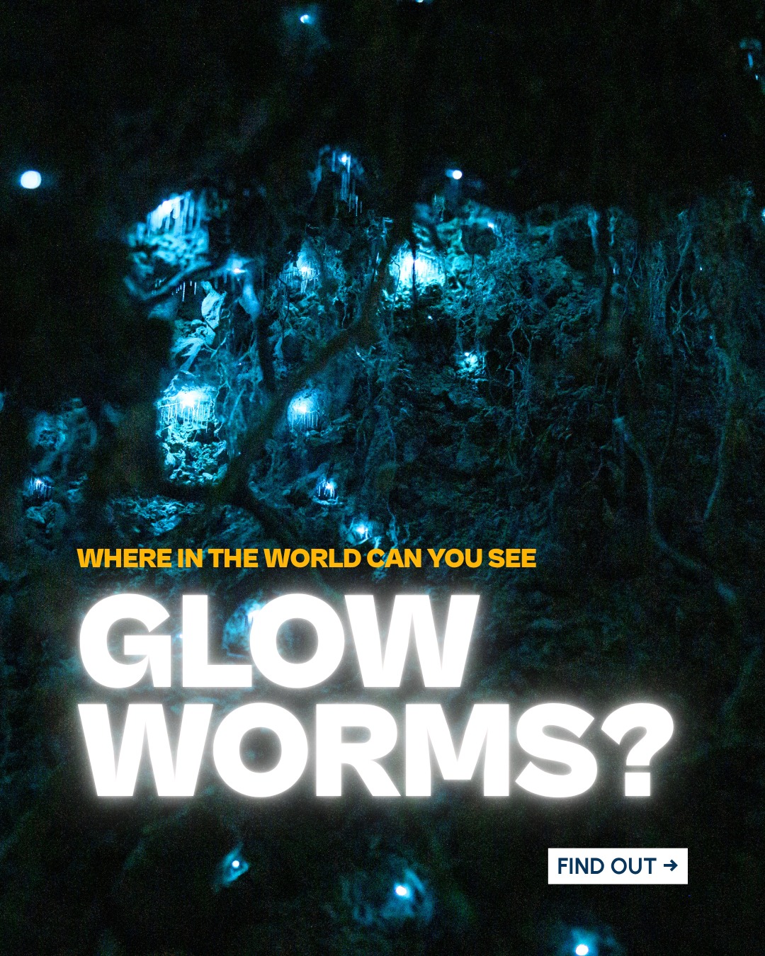See Glow Worms in Australia and New Zealand