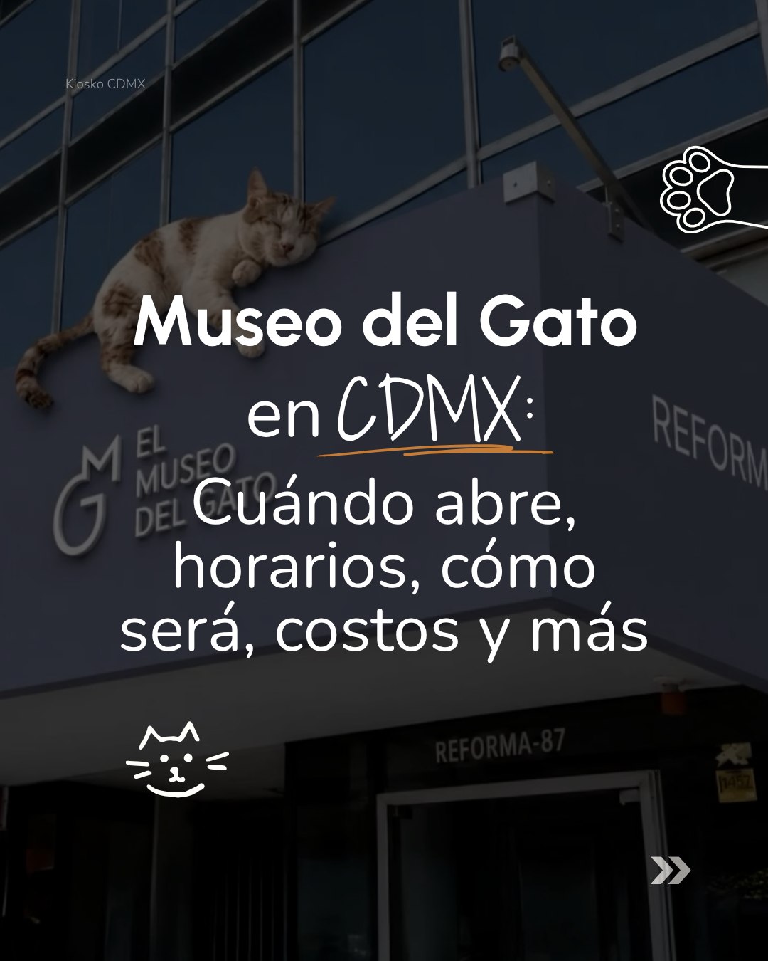 Mexico City's Upcoming Cat Museum Experience