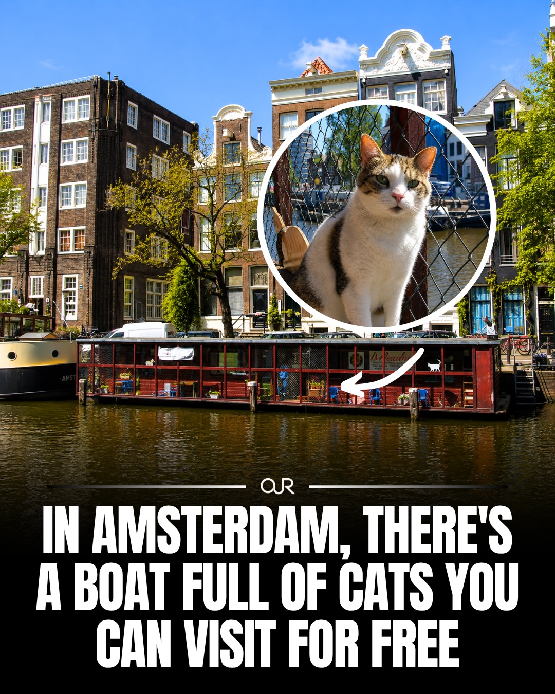 Amsterdam's Floating Cat Sanctuary