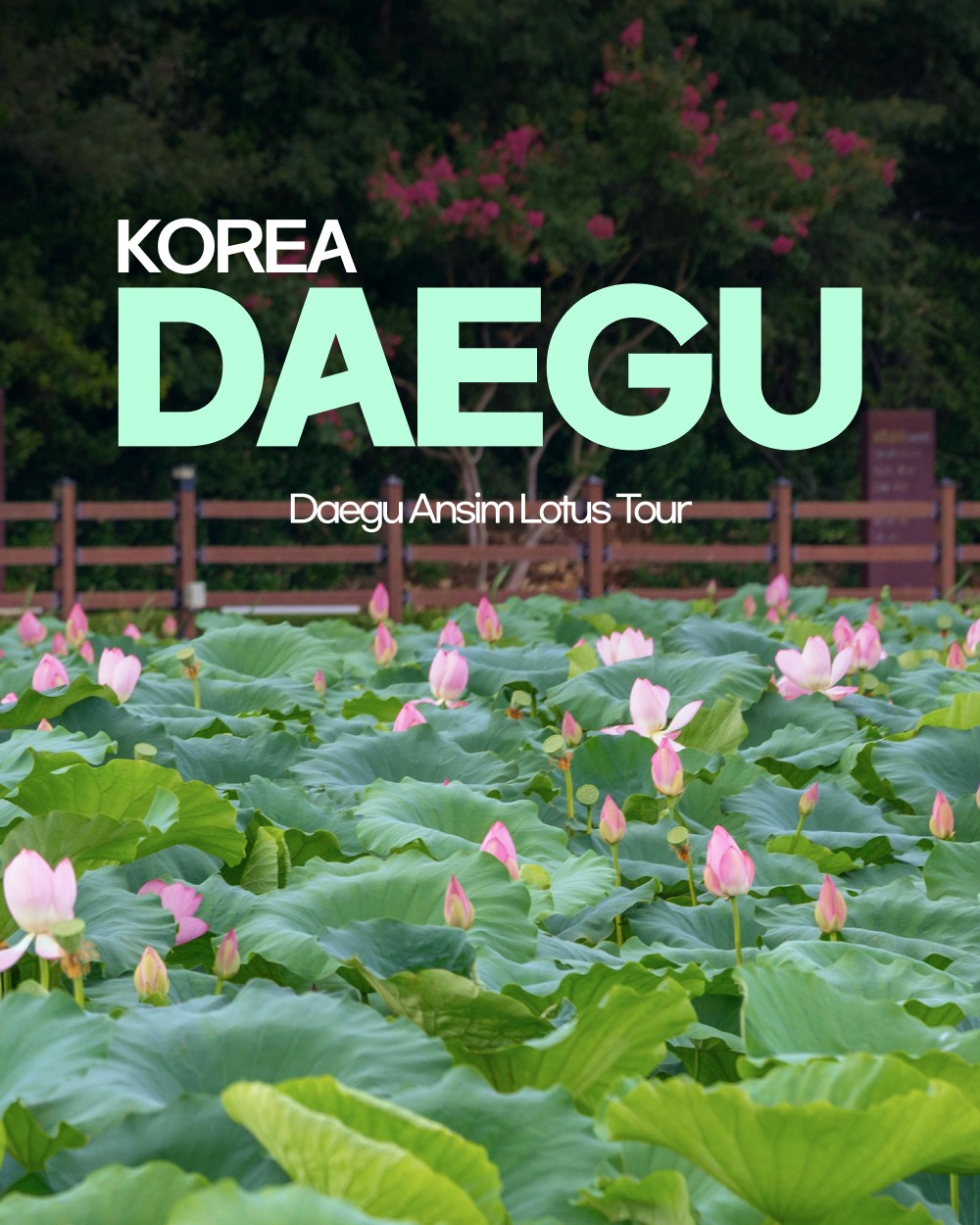 Daegu Summer Escapes: Lotus Fields and Rail Cafes