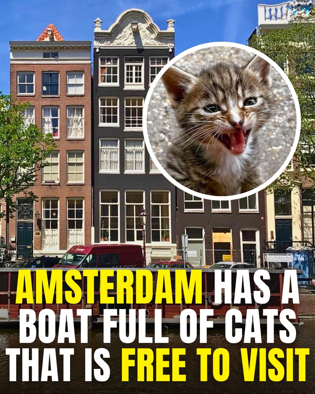 Amsterdam's Famous Floating Cat Sanctuary