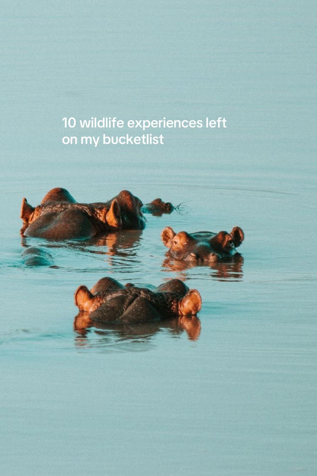 Katmai National Park Wildlife Experiences