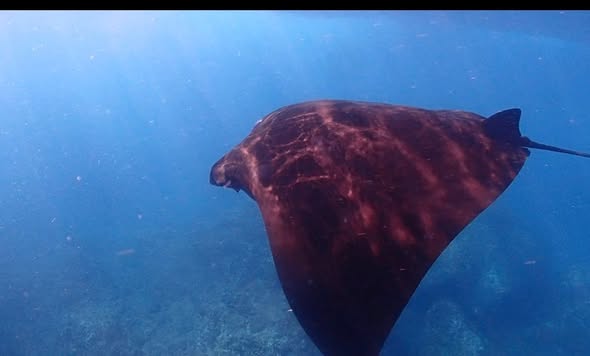 Manta Ray Snorkeling Tours in Nusa Lembongan