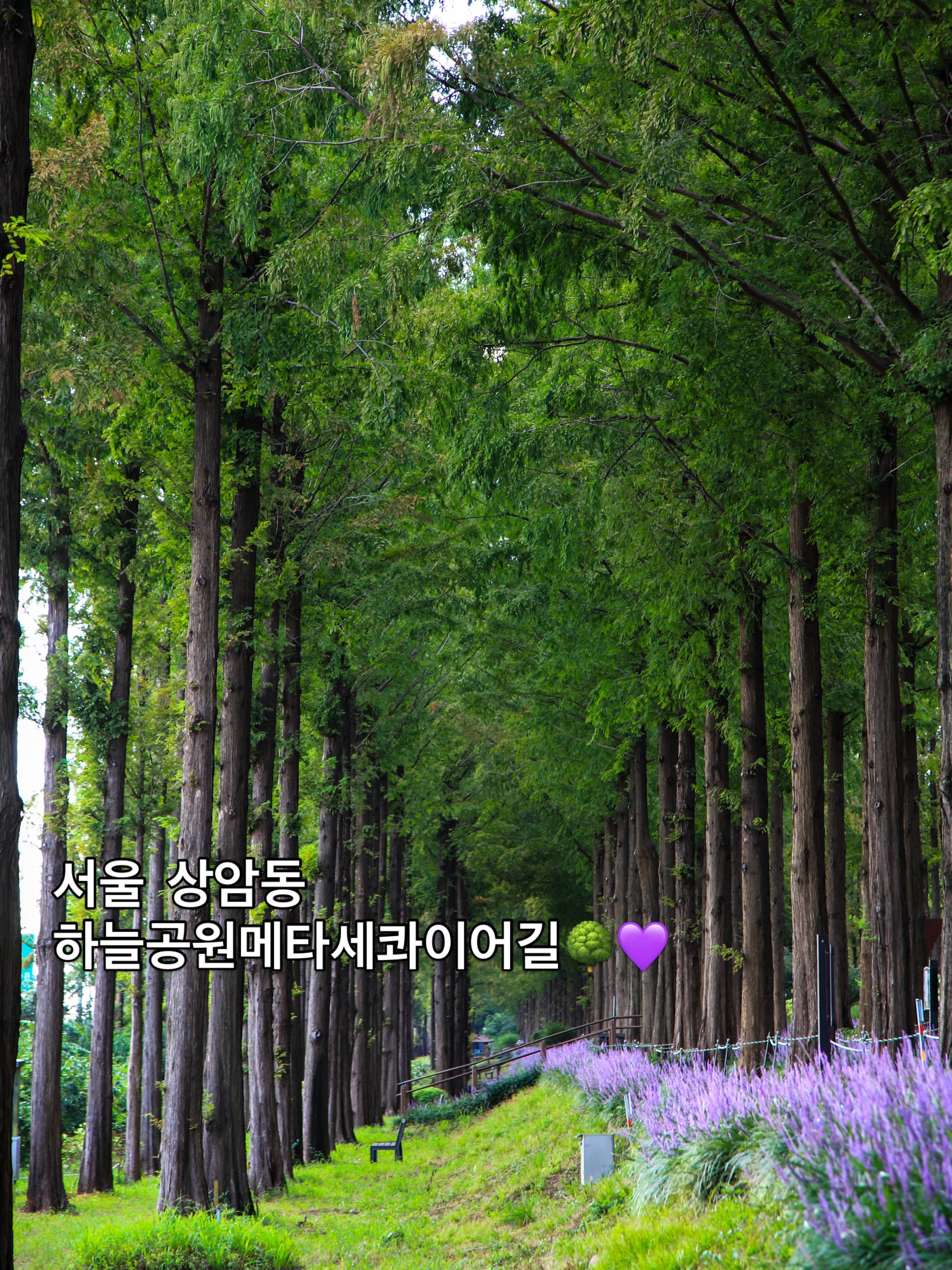 Haneul Park's Purple Lilyturf Trail