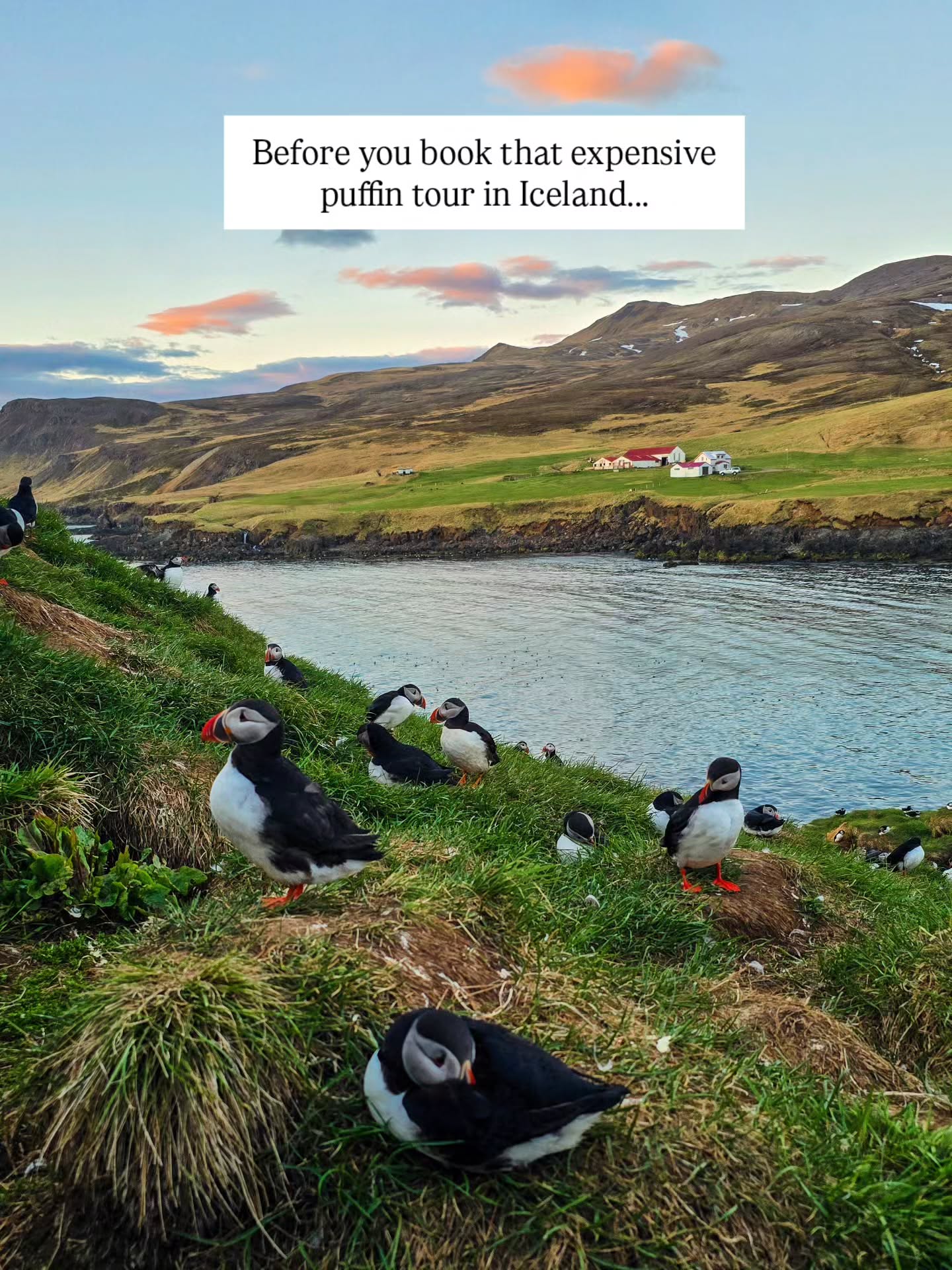 Puffin Viewing At Hafnarhólmi In Iceland