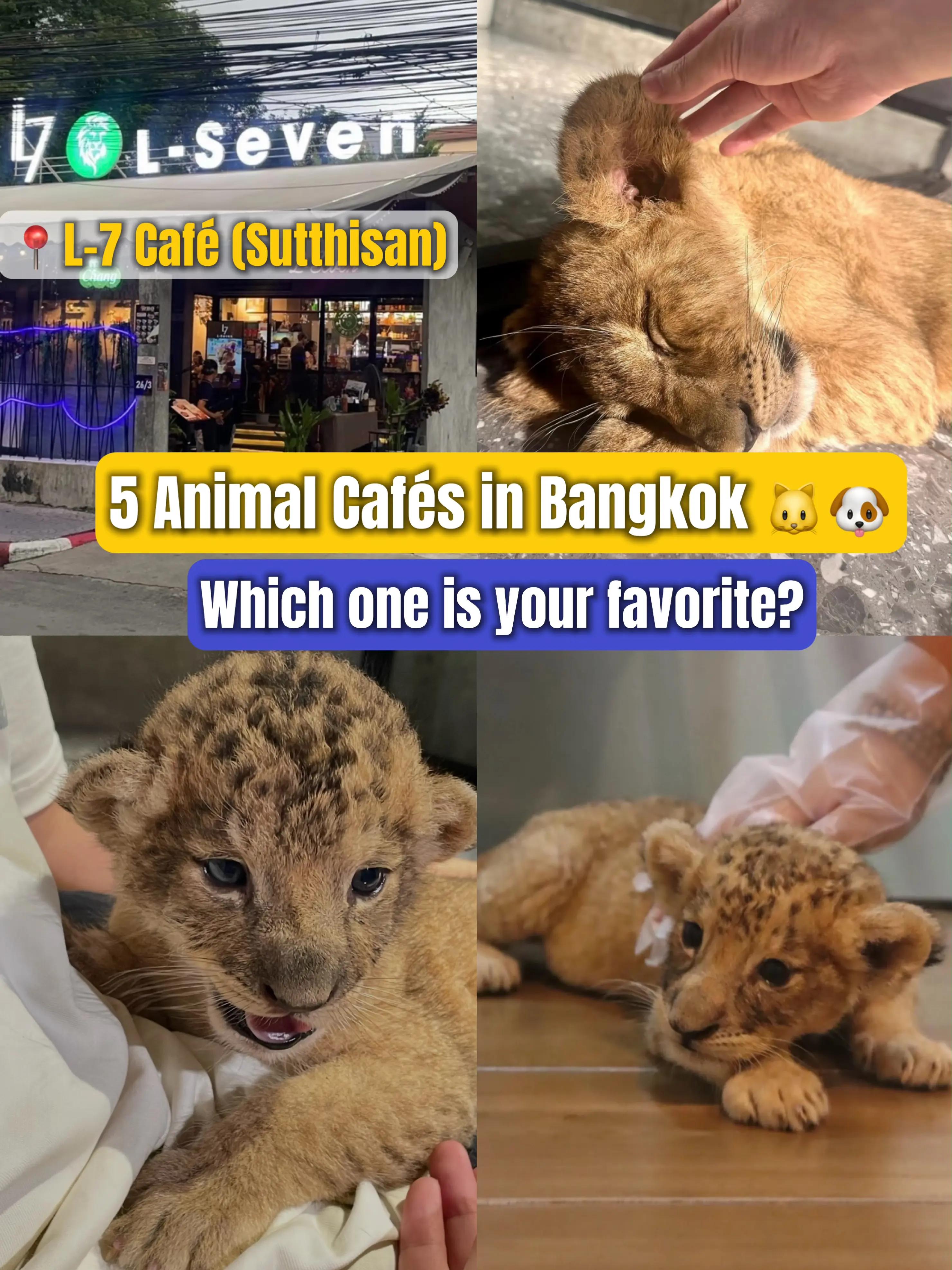 Bangkok's Top Animal Cafés for Animal Lovers