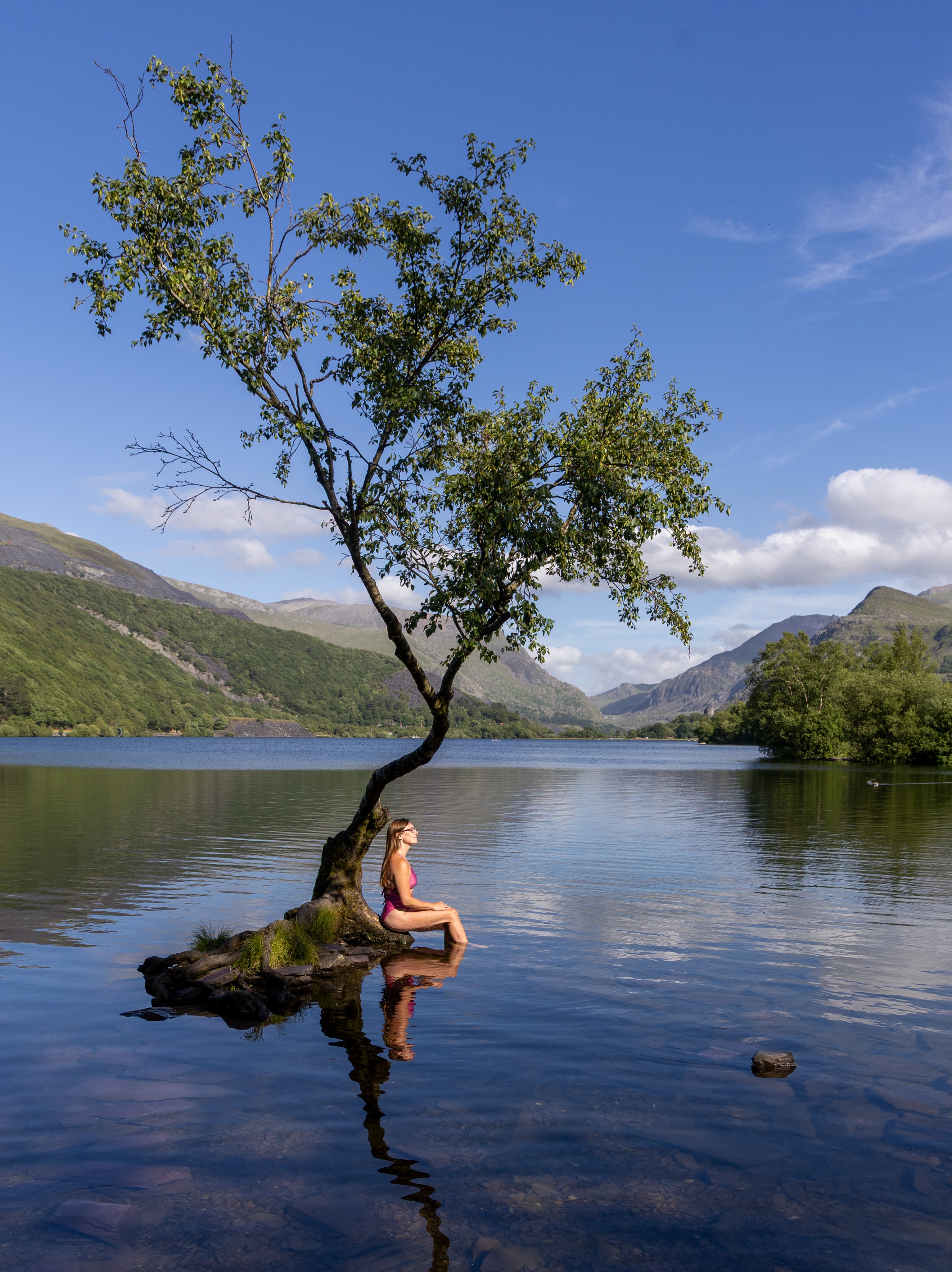 Llyn Padarn's Lone Tree: Solitude, Resilience, Hope