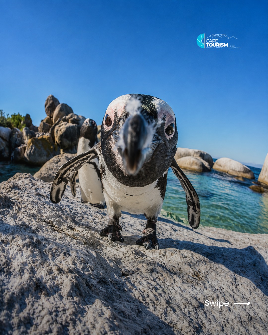 CapeTourism.com, Stony Point Penguin Colony Entrance🐧