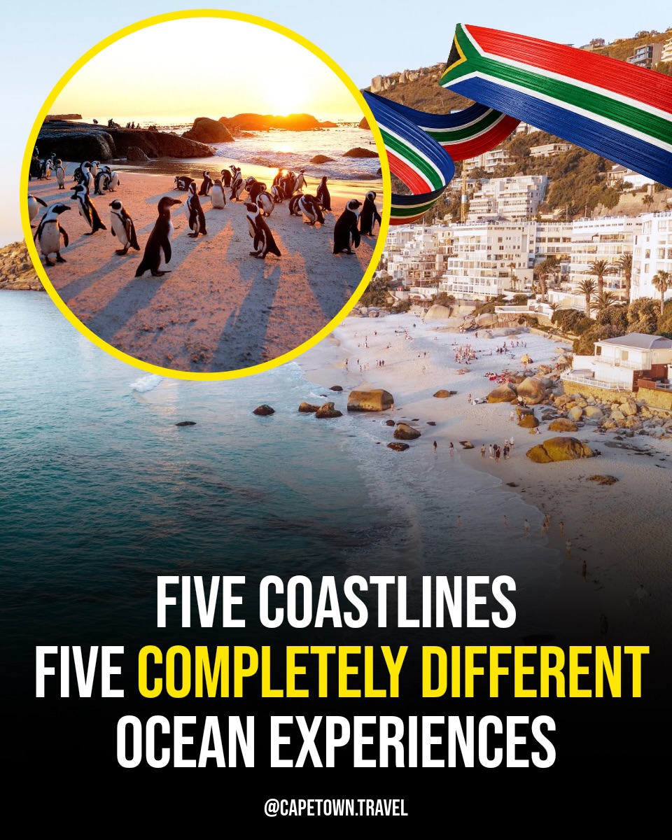 Cape Town Beaches And Penguin Colony