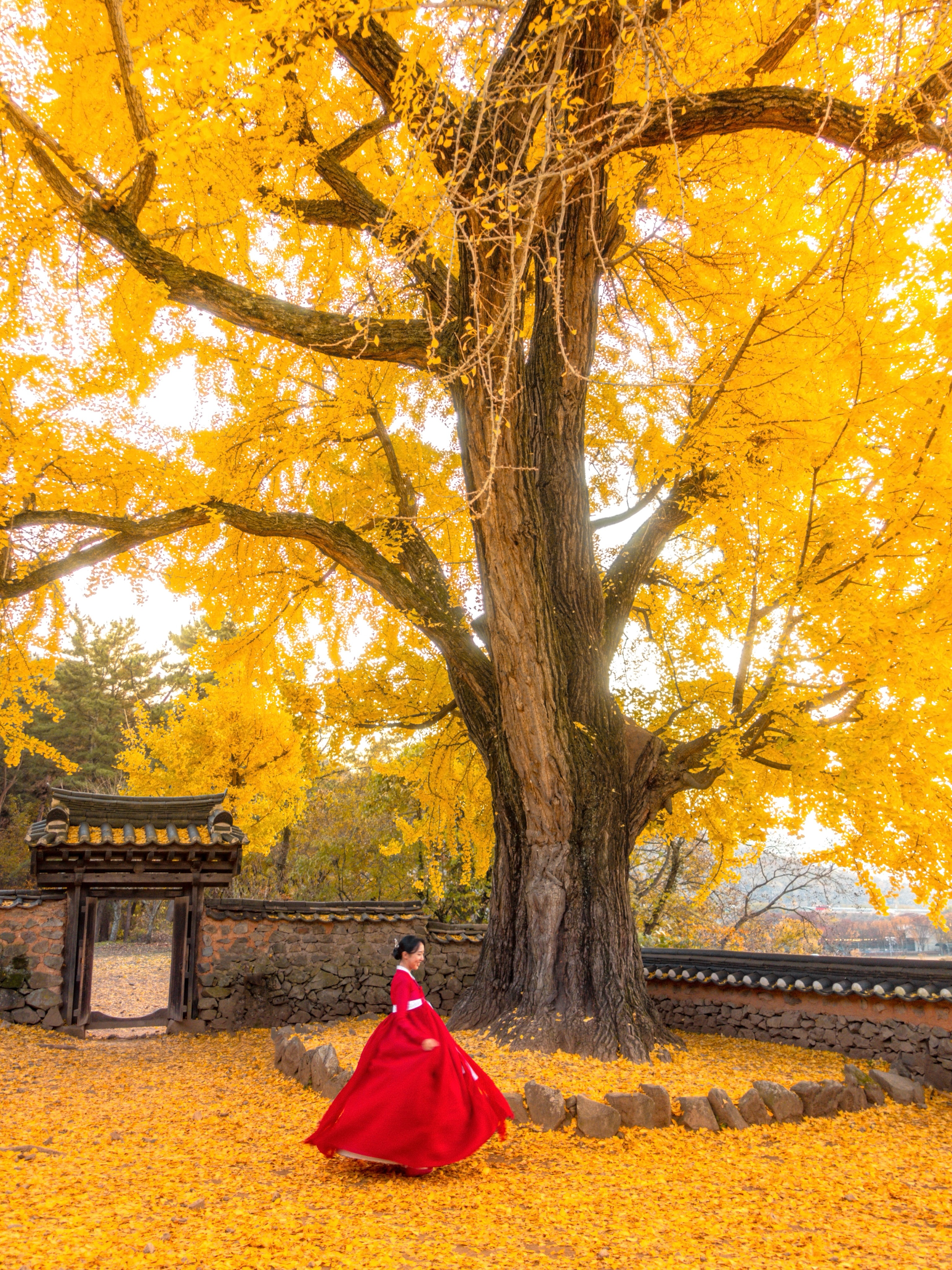 Korea's Top Ginkgo And Fall Foliage Destinations