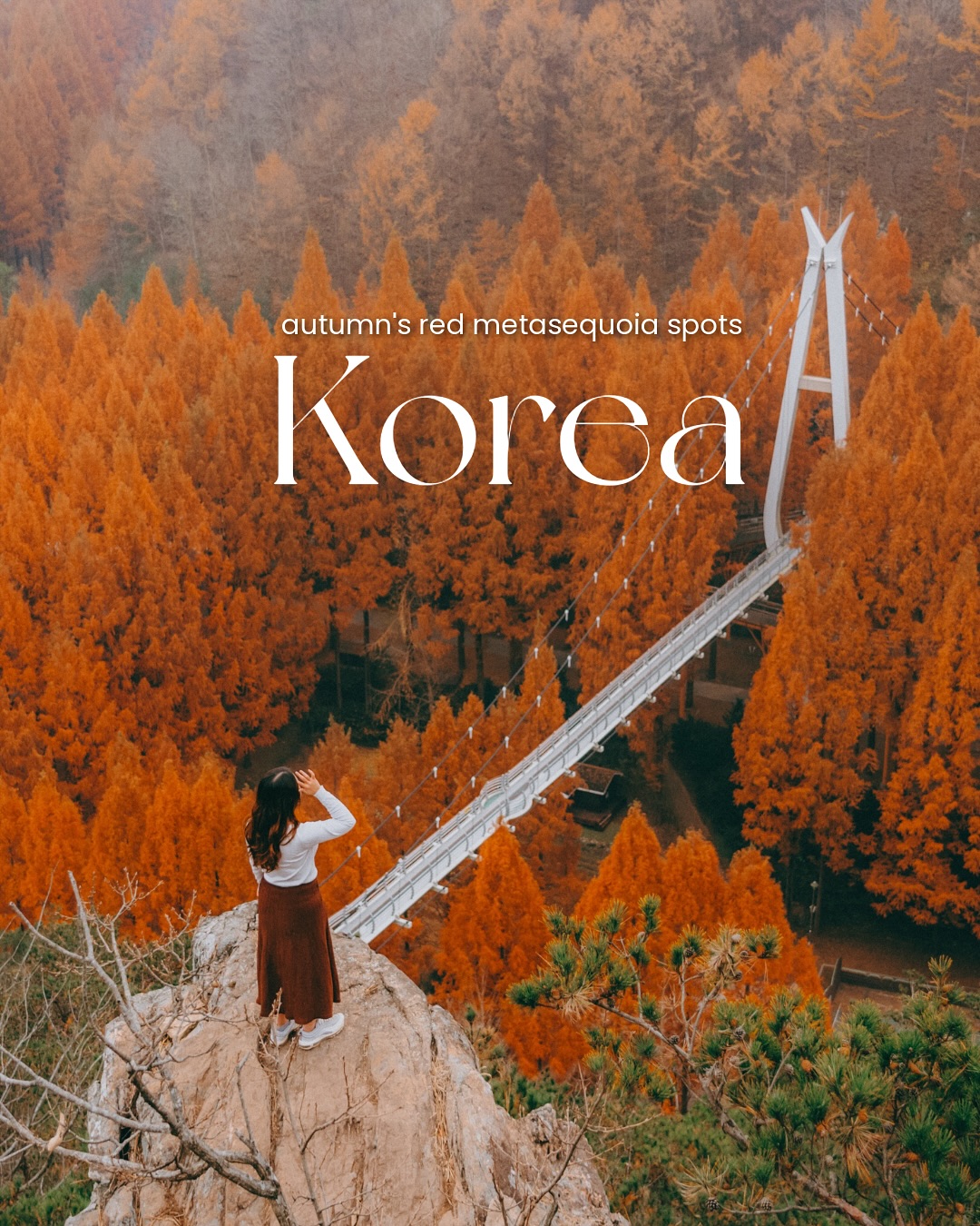 Metasequoias Near Seoul For Fall Foliage