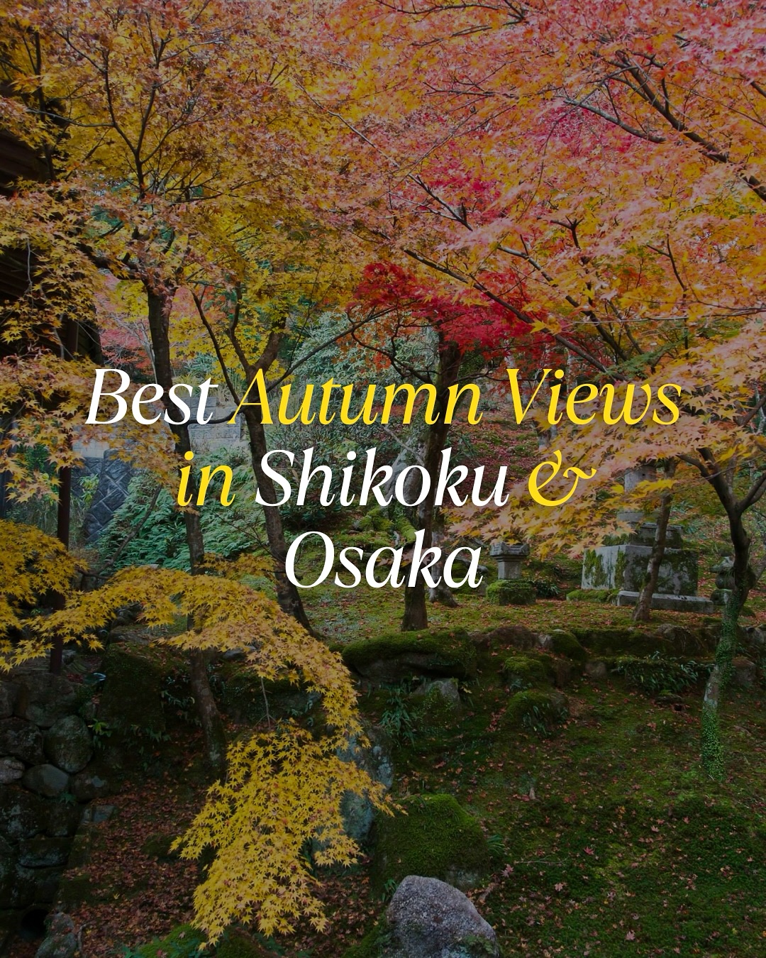 Shikoku and Osaka's Best Autumn Leaf Viewing Spots