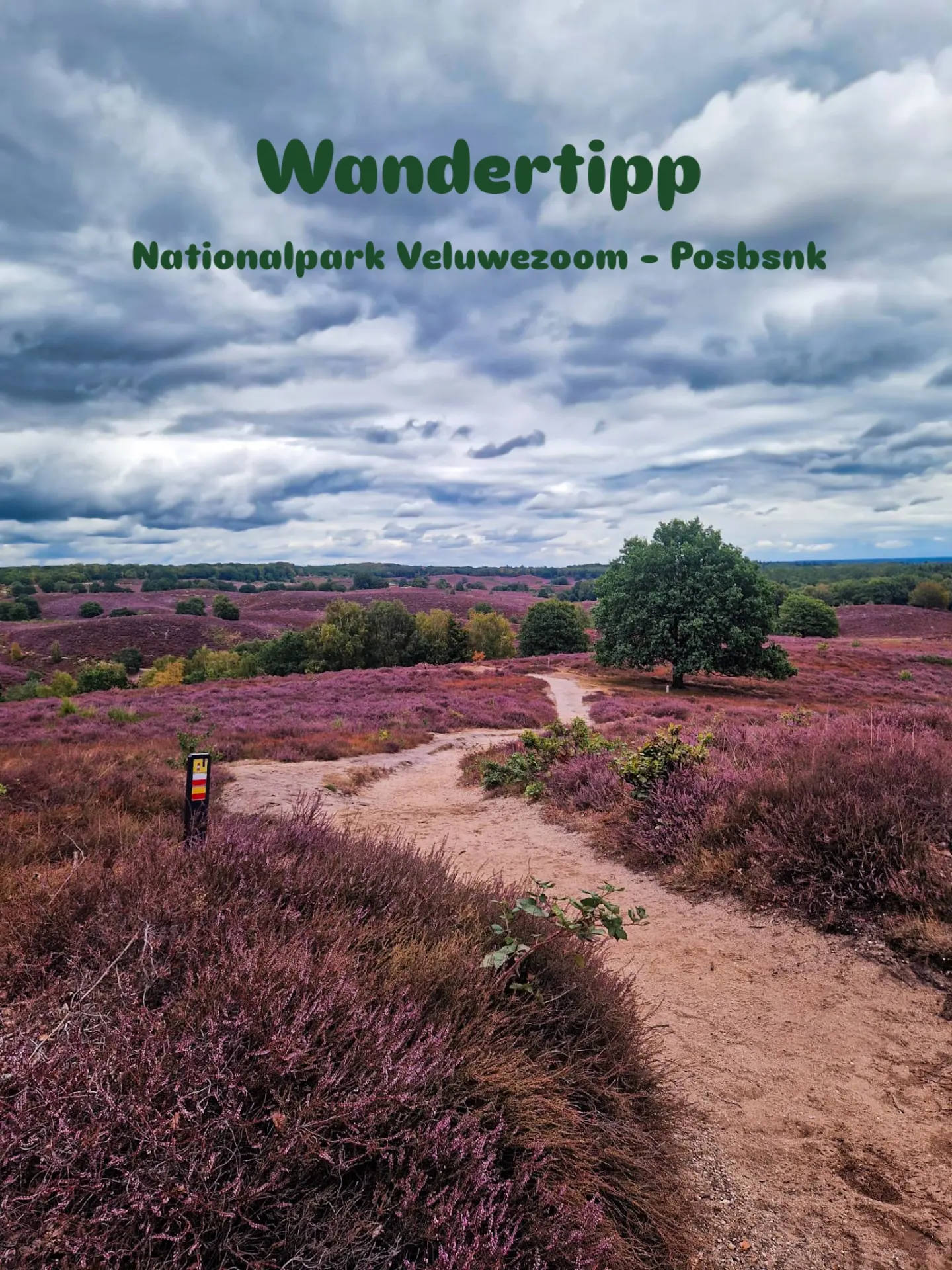 Veluwezoom National Park Heather Bloom Hiking