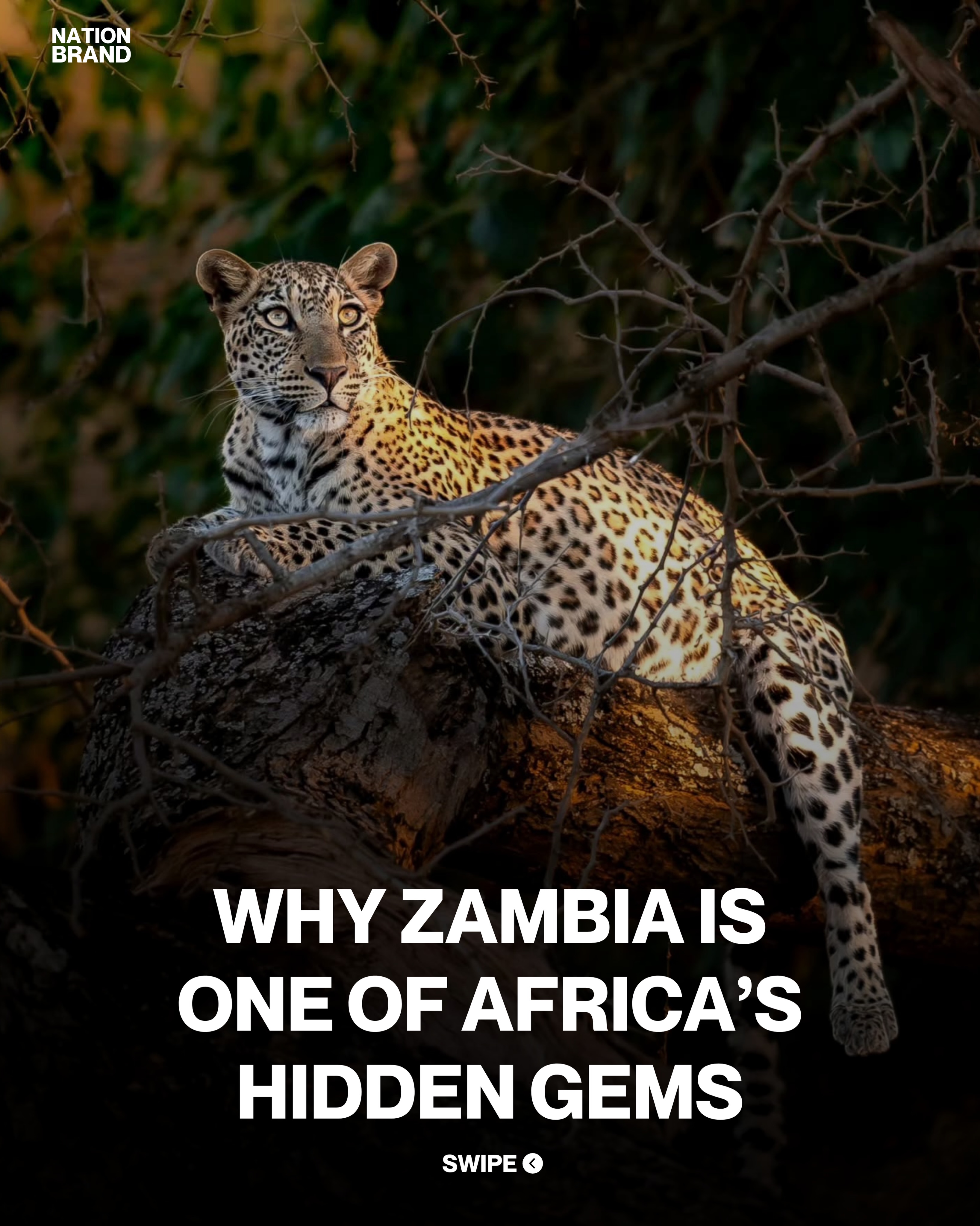 Zambia's Victoria Falls and Wildlife Parks