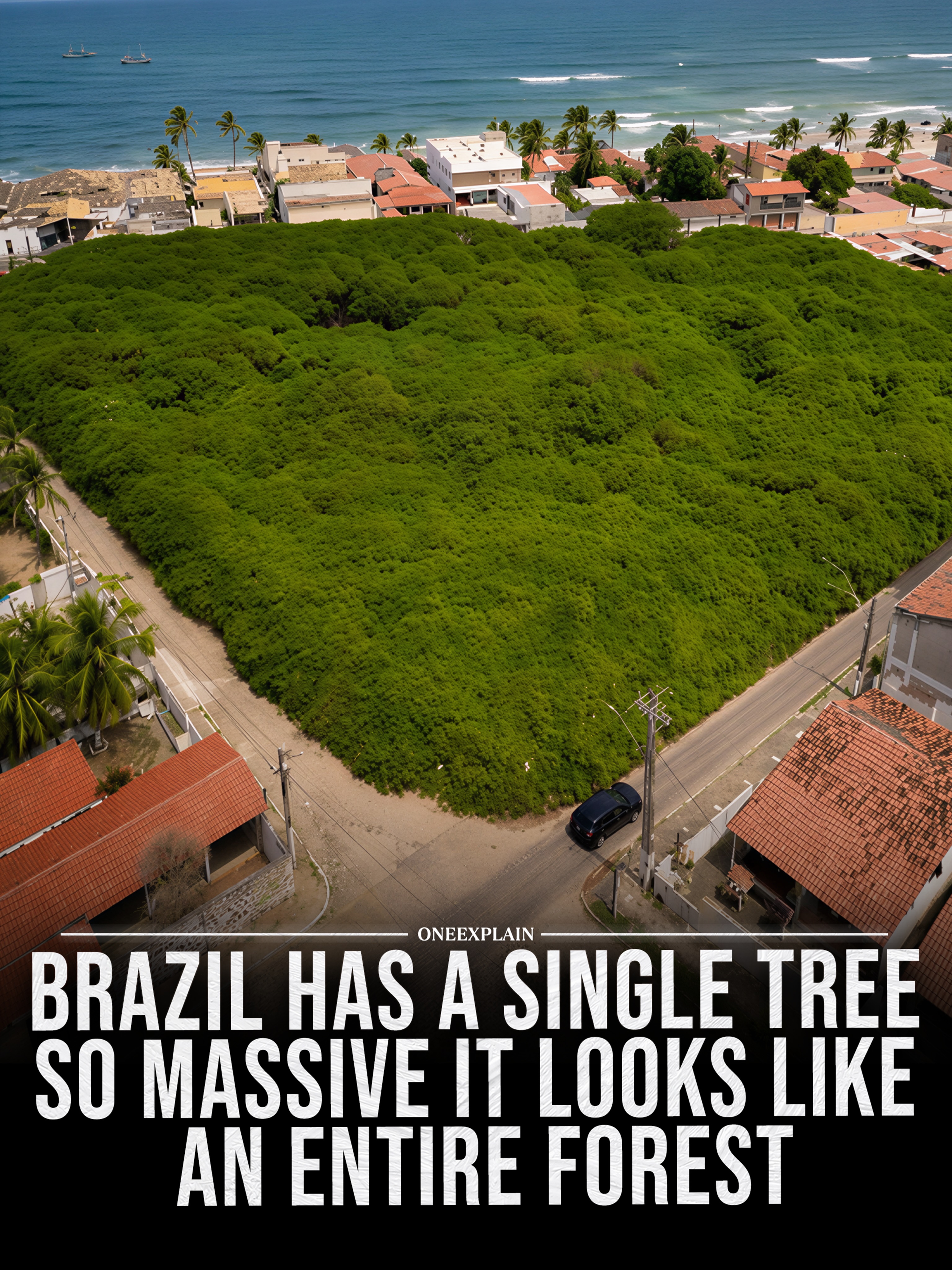 Gigantic Cashew Tree Spans Vast Area in Brazil