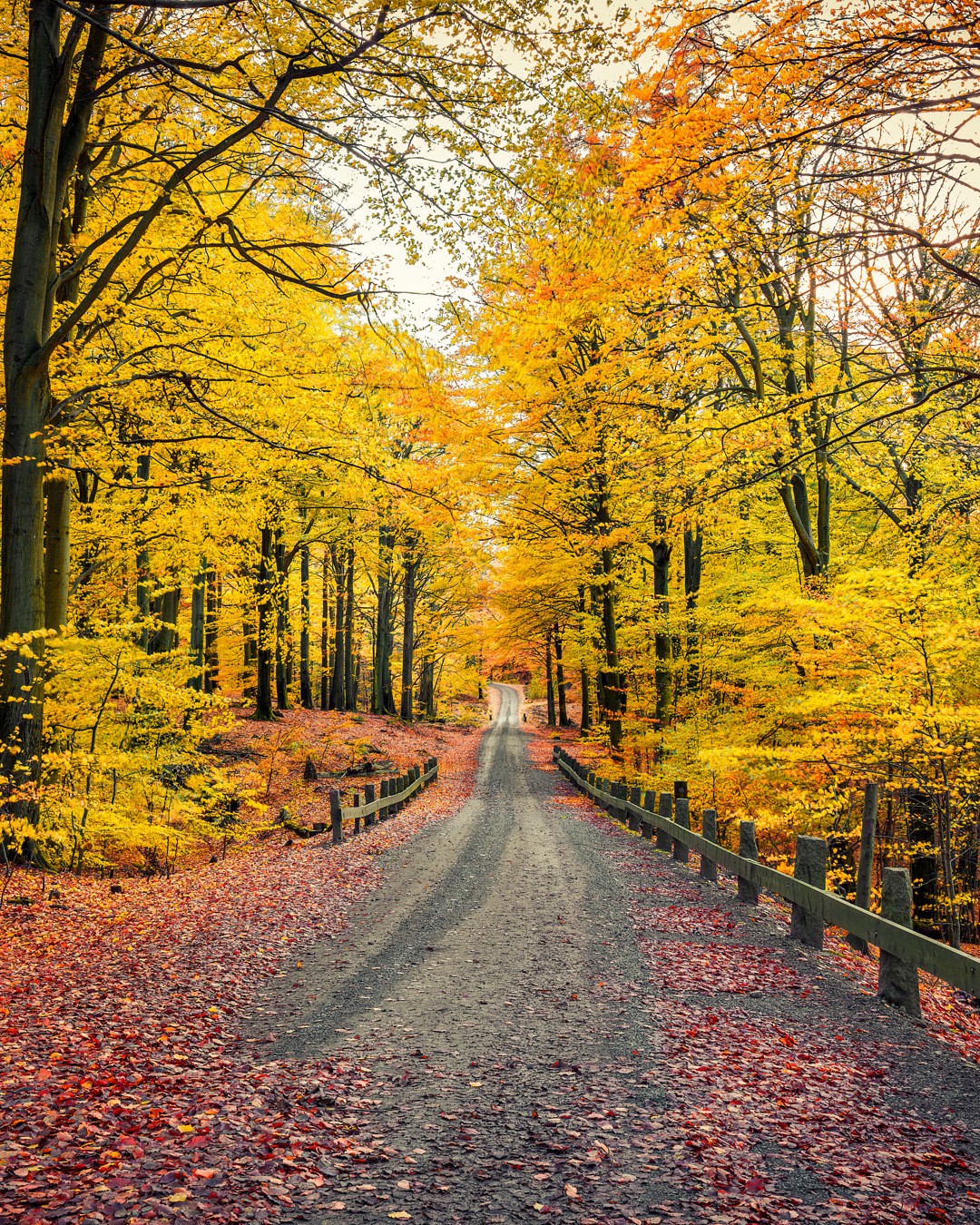 Swedish National Parks Showcase Autumn's Beauty