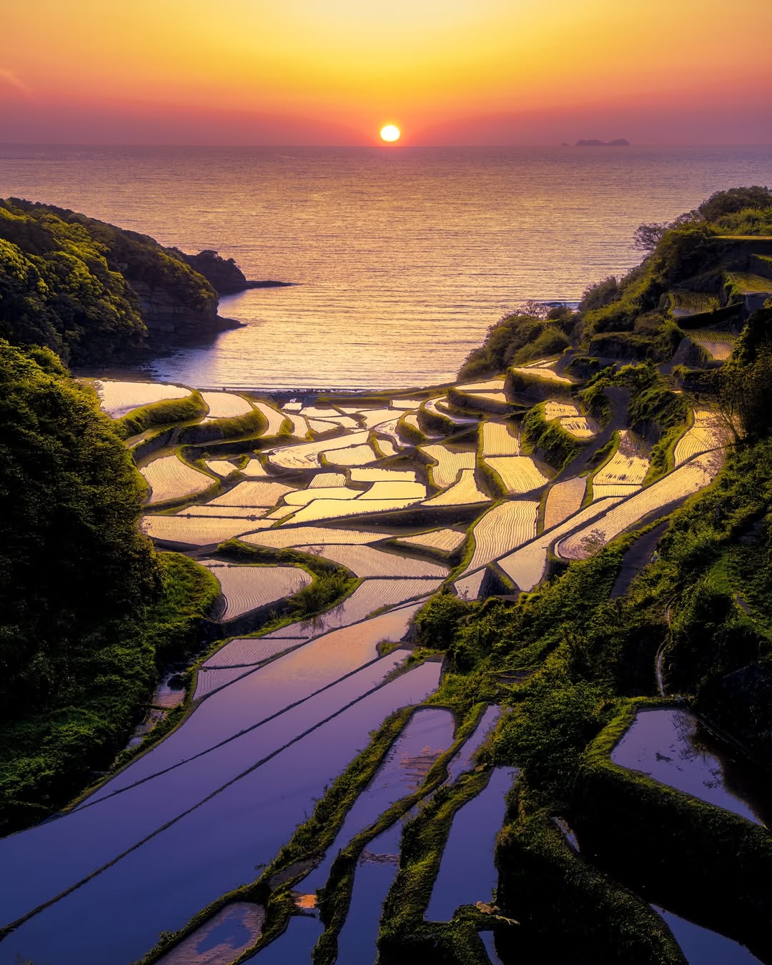 Scenic Rice Fields Reflecting Sunset Over Ocean