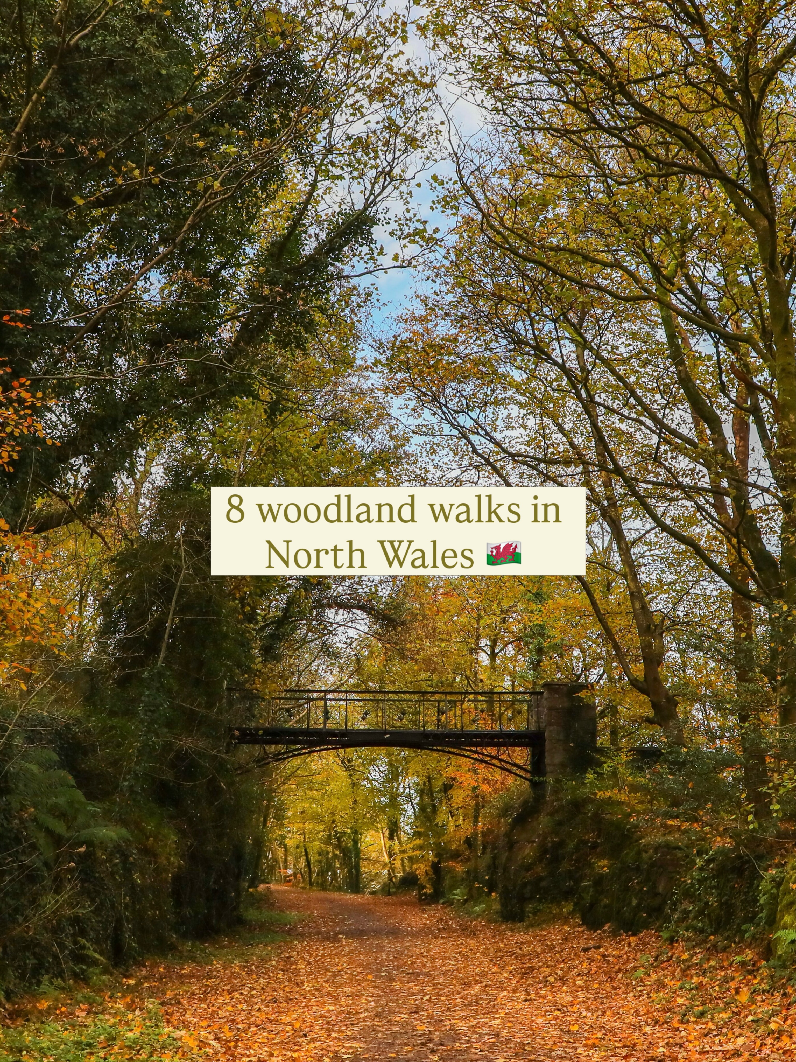 North Wales Autumn Woodland Walks