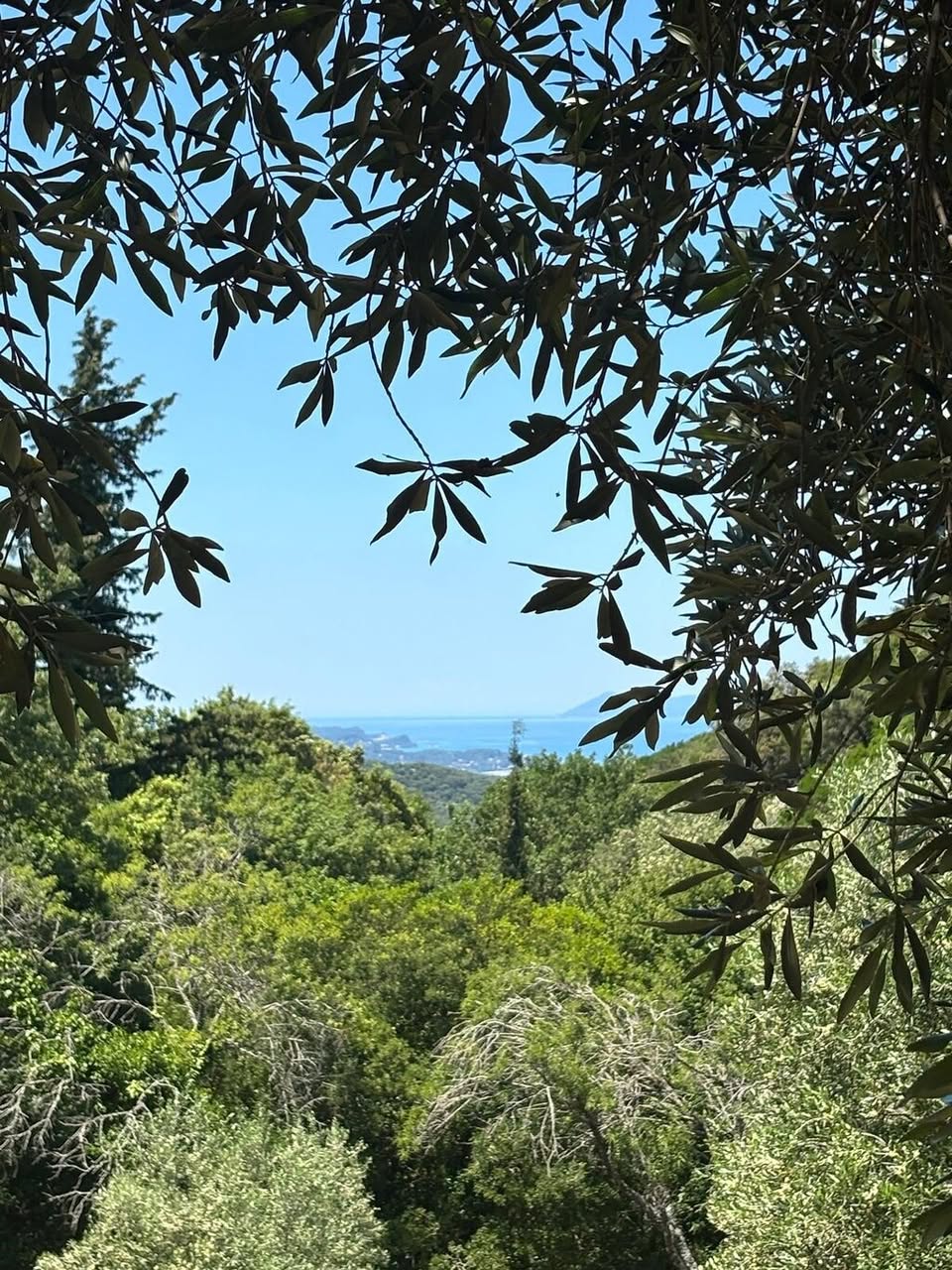 Corfu's Charm: Old Town, Palaces, and Olive Groves