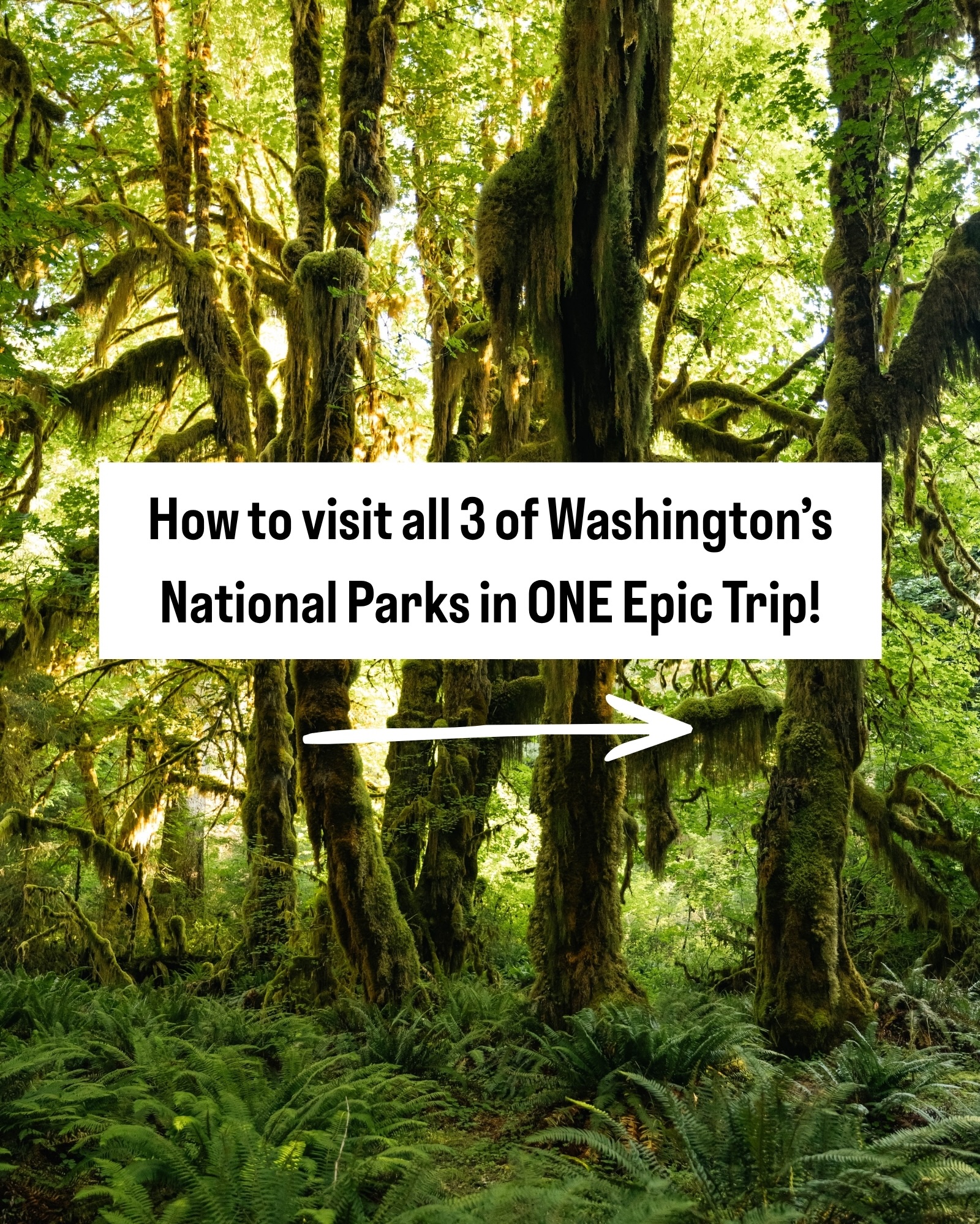 Visit Washington's Three National Parks and More