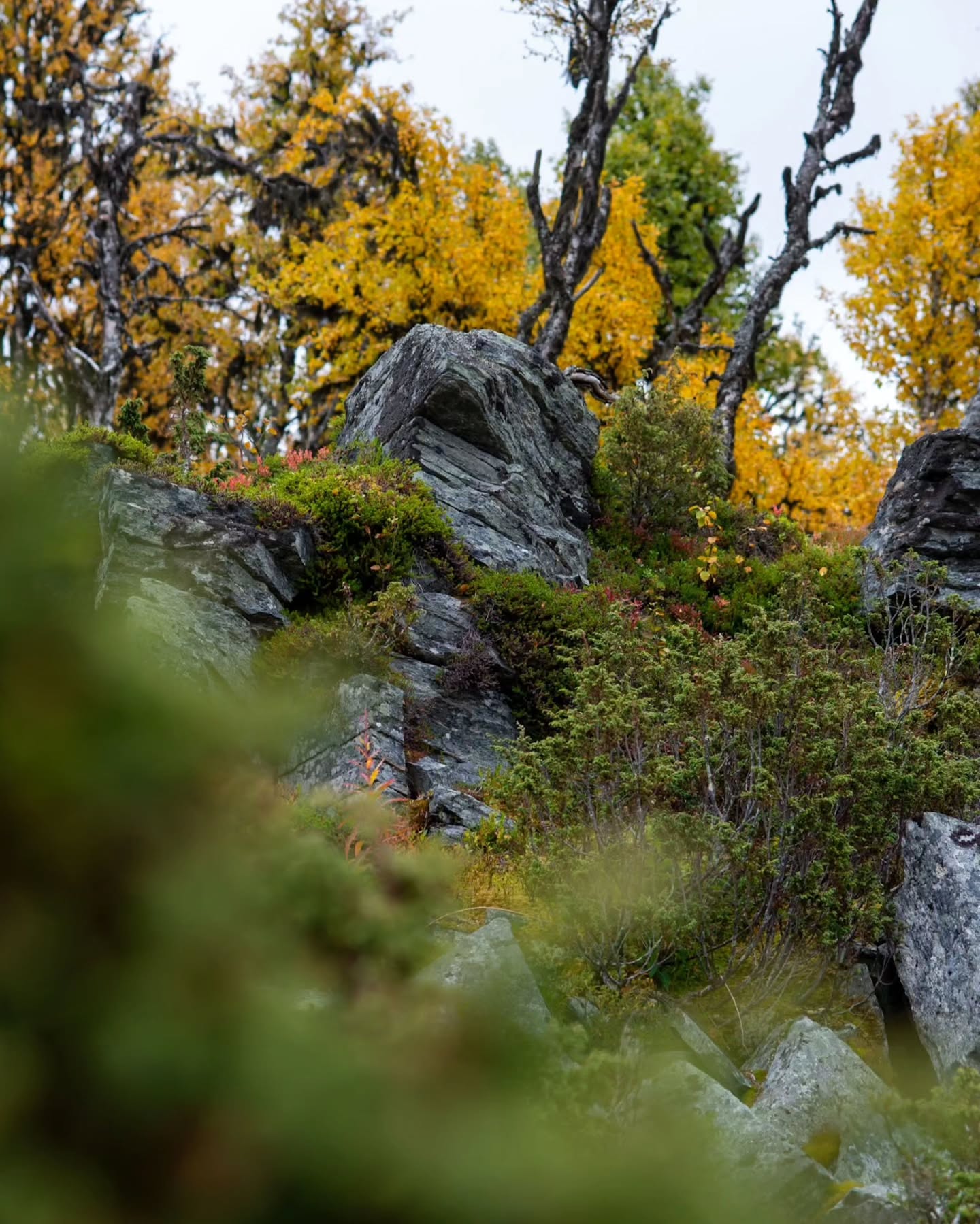 Autumn Colors in the Swedish Mountains