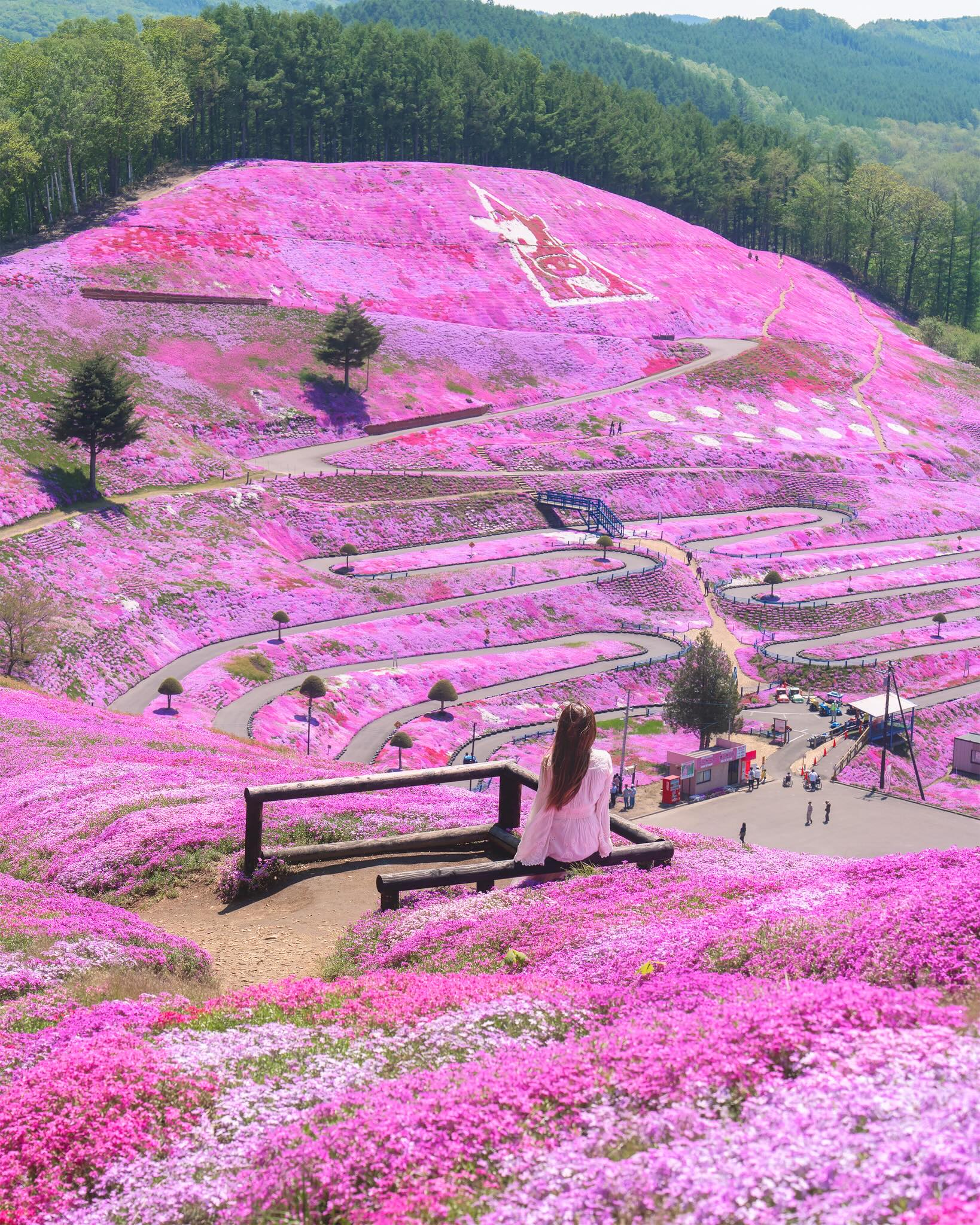 Hokkaido Park's Pink Flower Fields Created By One Farmer