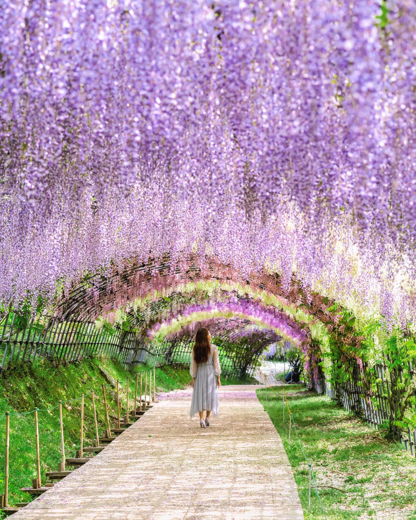 Fukuoka Wisteria Gardens Bloom Update