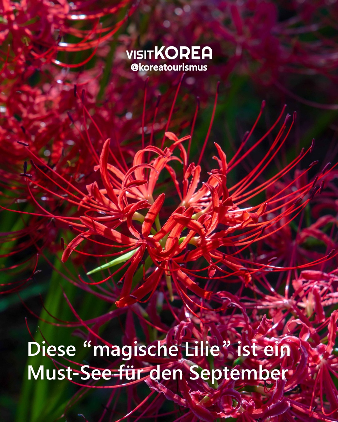 Temples Blooming With Red Spider Lilies