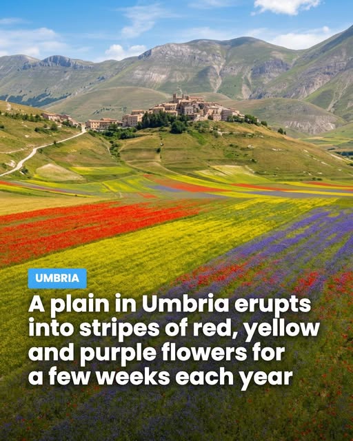Umbrian Plain Blooms with Annual Wildflower Spectacle