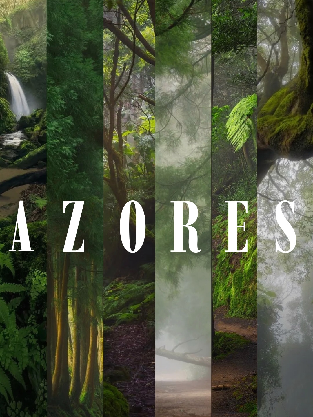 Atlantic Islands' Mystical Laurissilva Forests