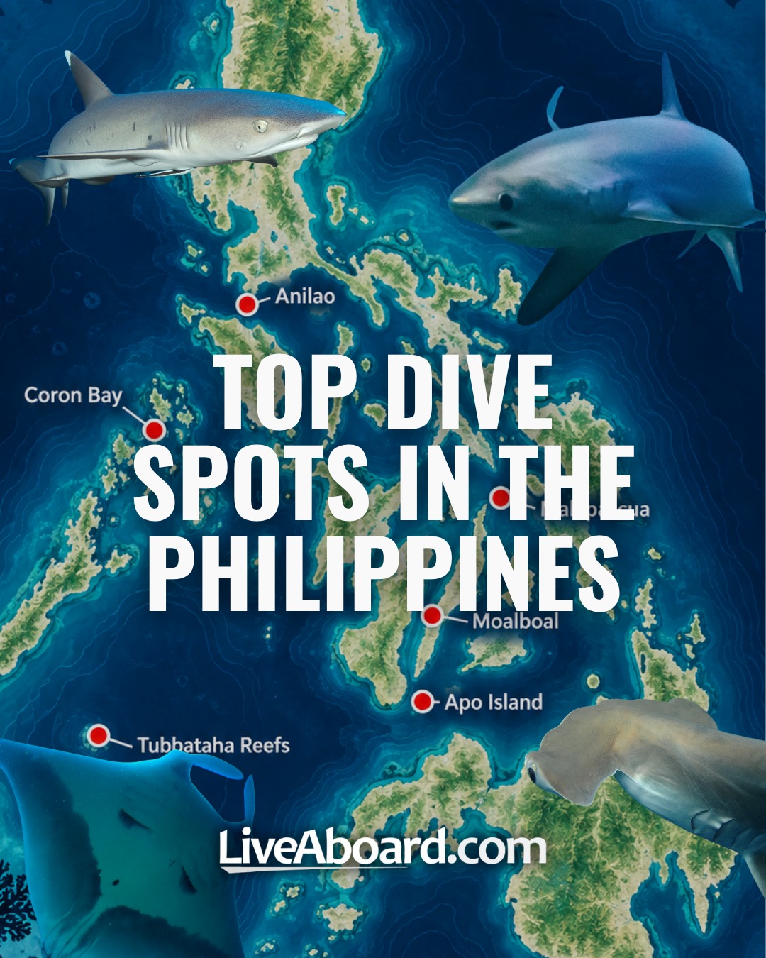 Top Philippine Dive Destinations For Marine Life Encounters