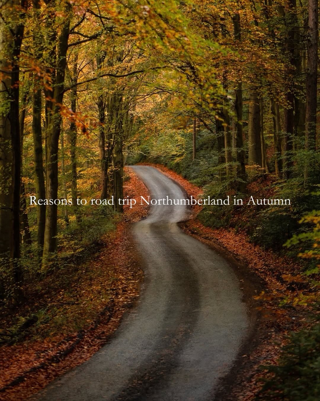Autumn Road Trips: Kielder And Northumberland Coast