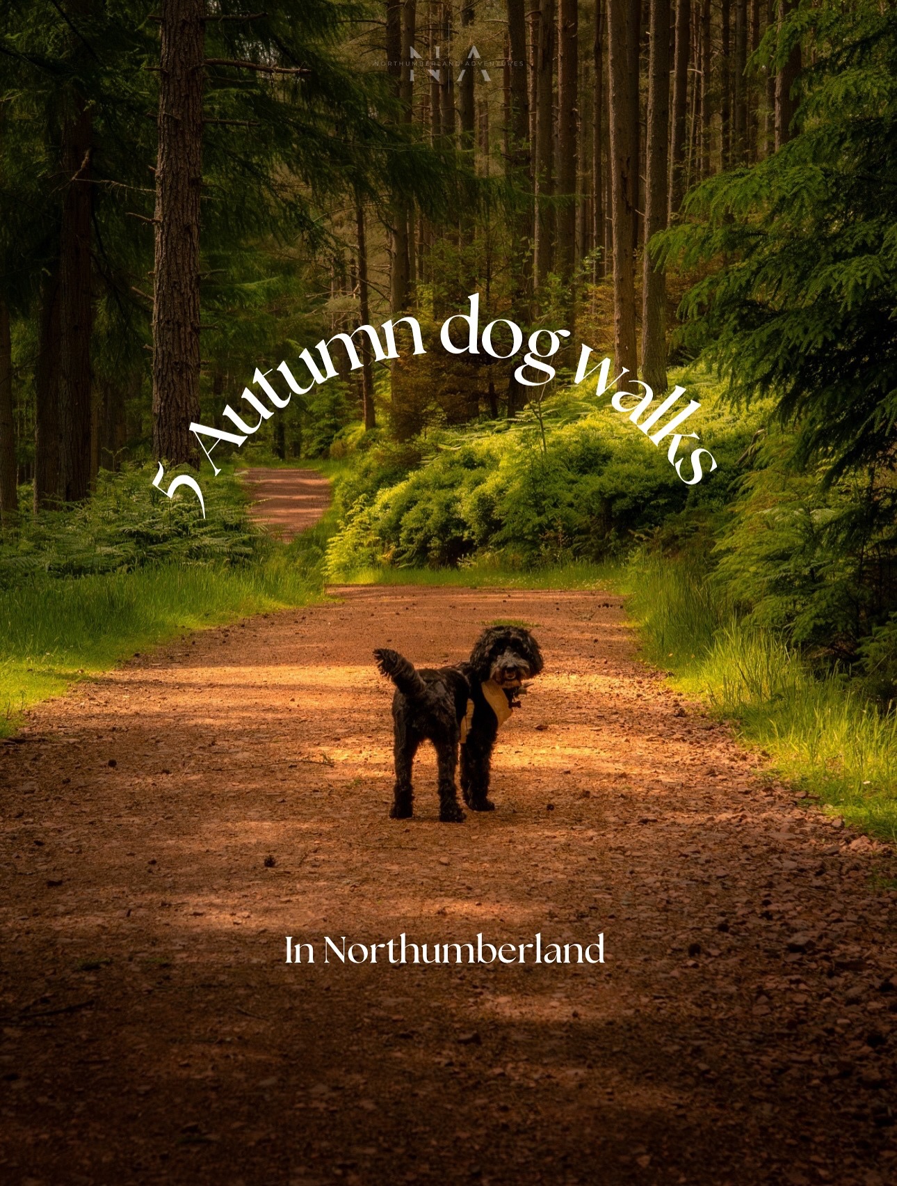 Northumberland Autumn Walks With Your Dog