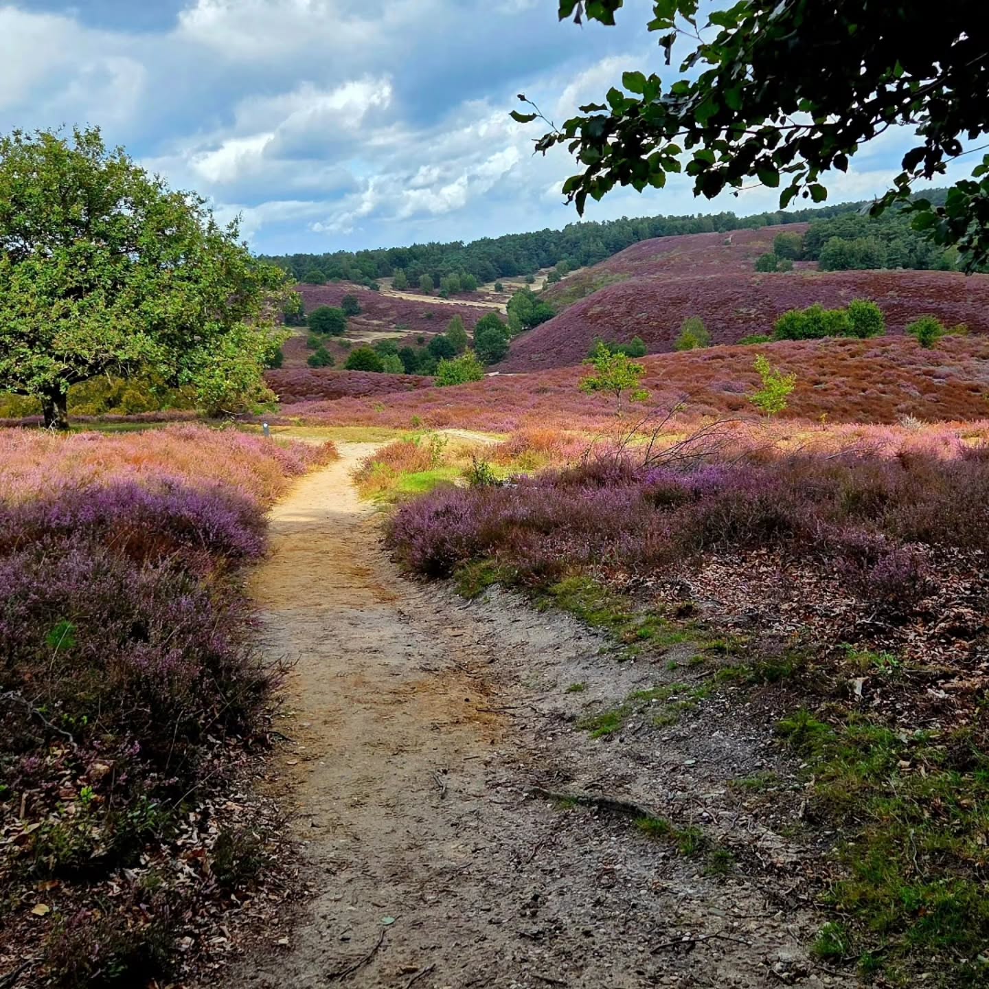 Veluwezoom National Park Hiking Trails and Views