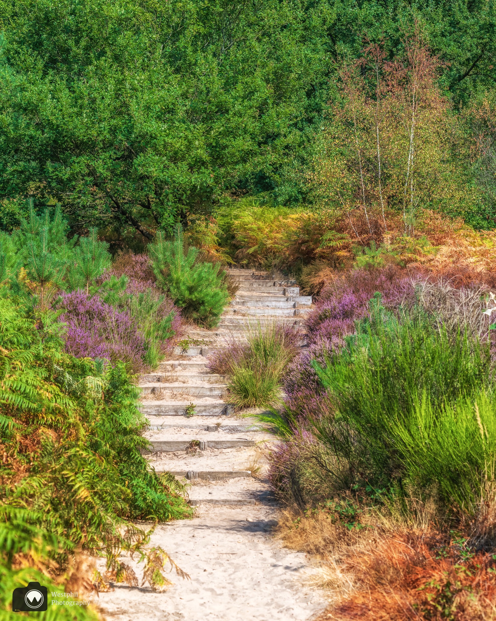 Mechelse Heide Nature Reserve Hiking Route