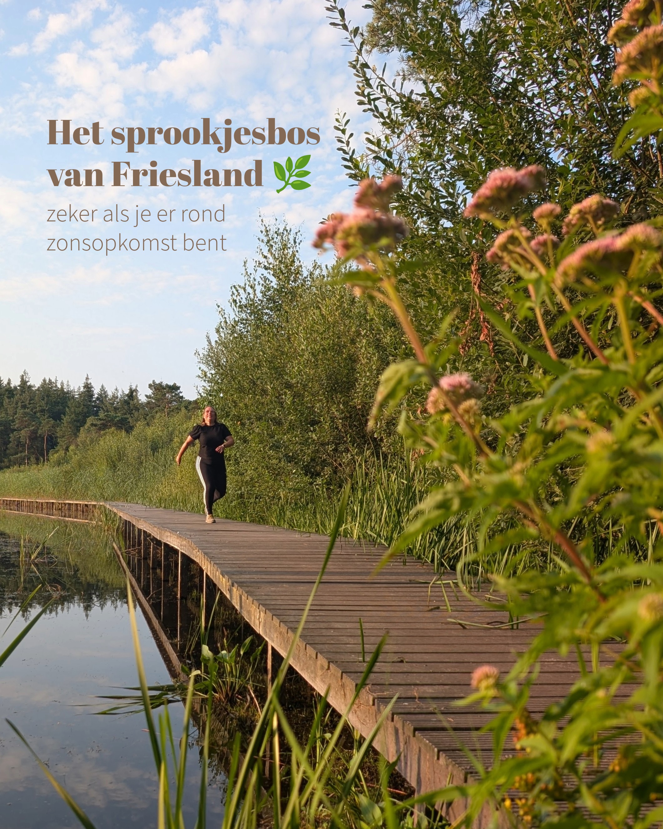 Enchanting Friesland Forests and Boardwalks