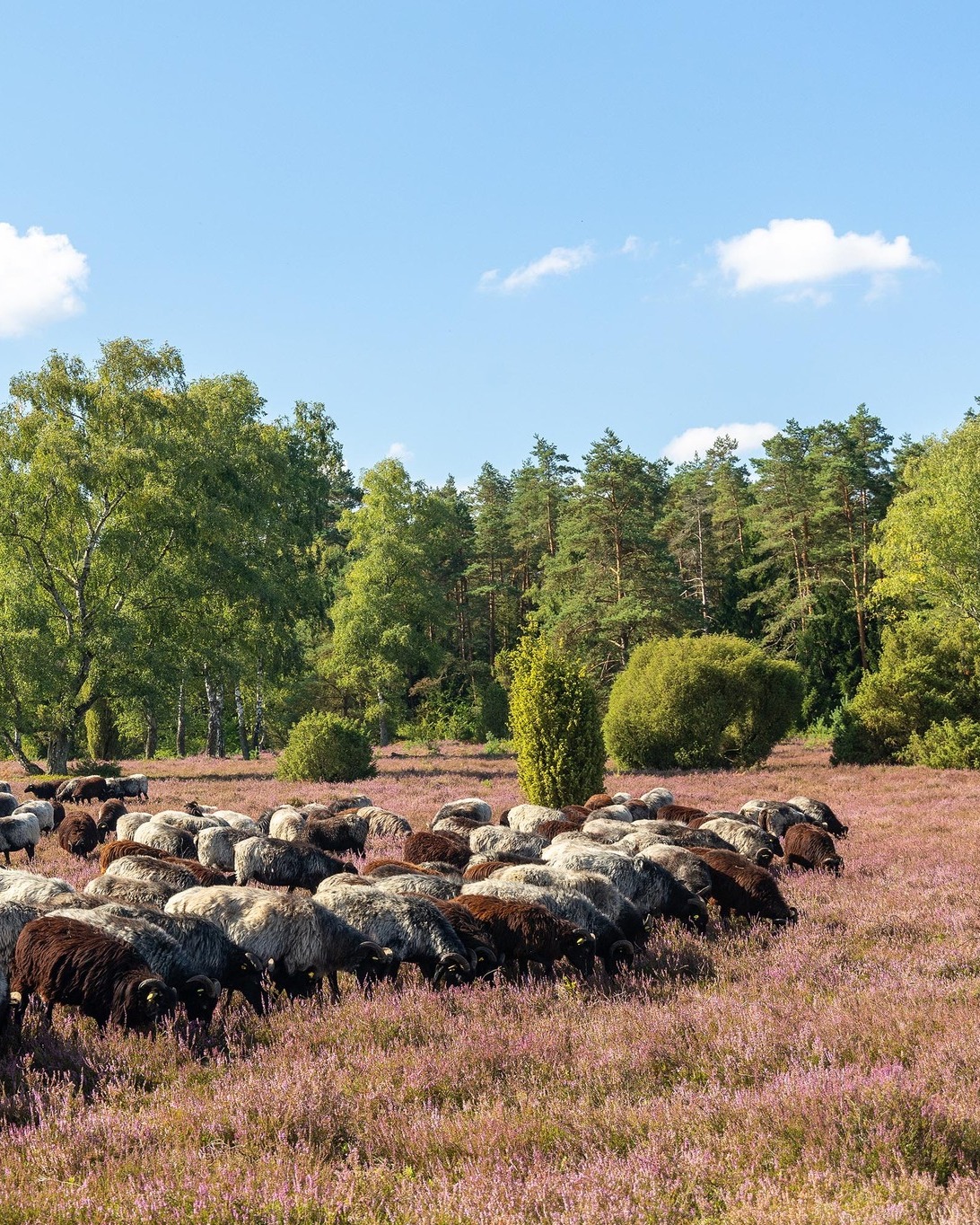 See Heidschnucken Sheep in Lüneburger Heide