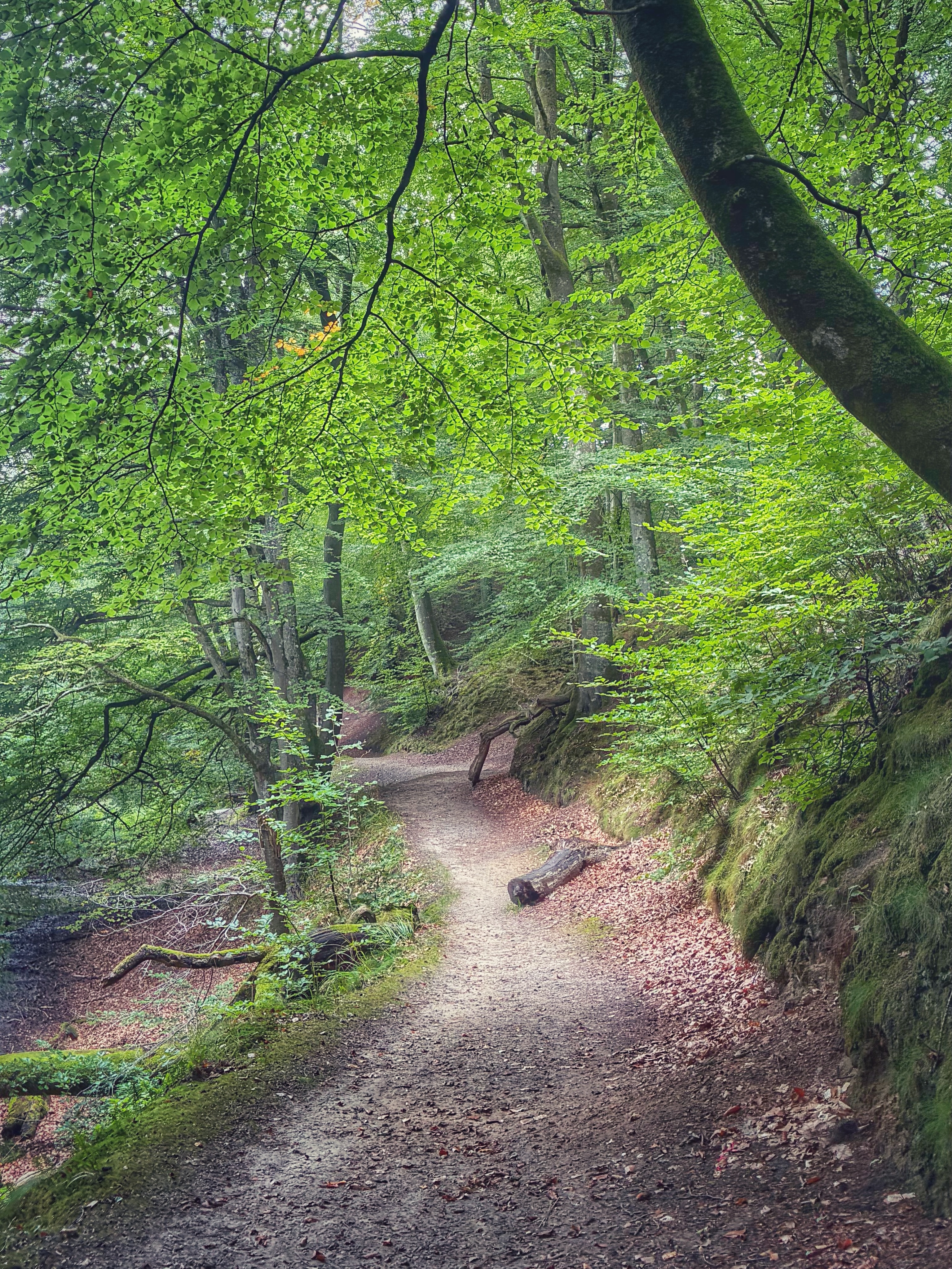 Scenic Hike Through Danish Nature and History