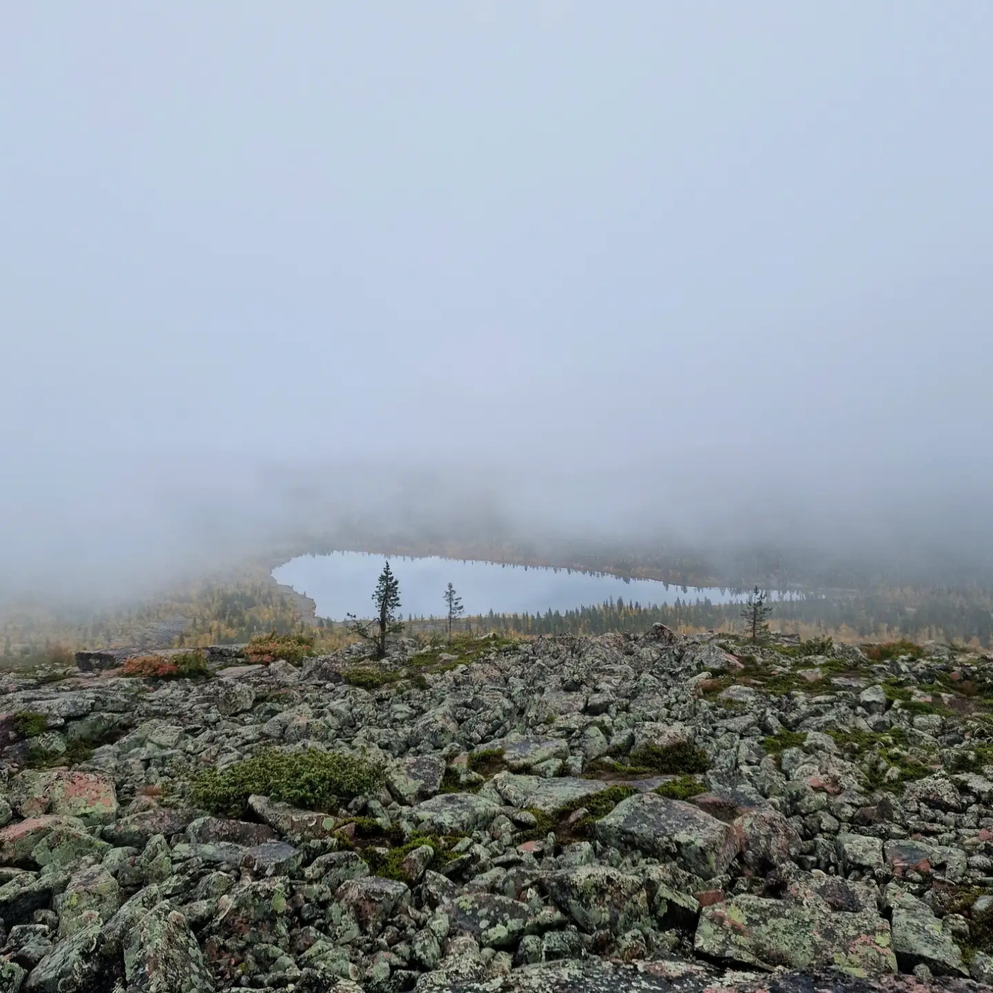 Fjells and Forests in Lapland